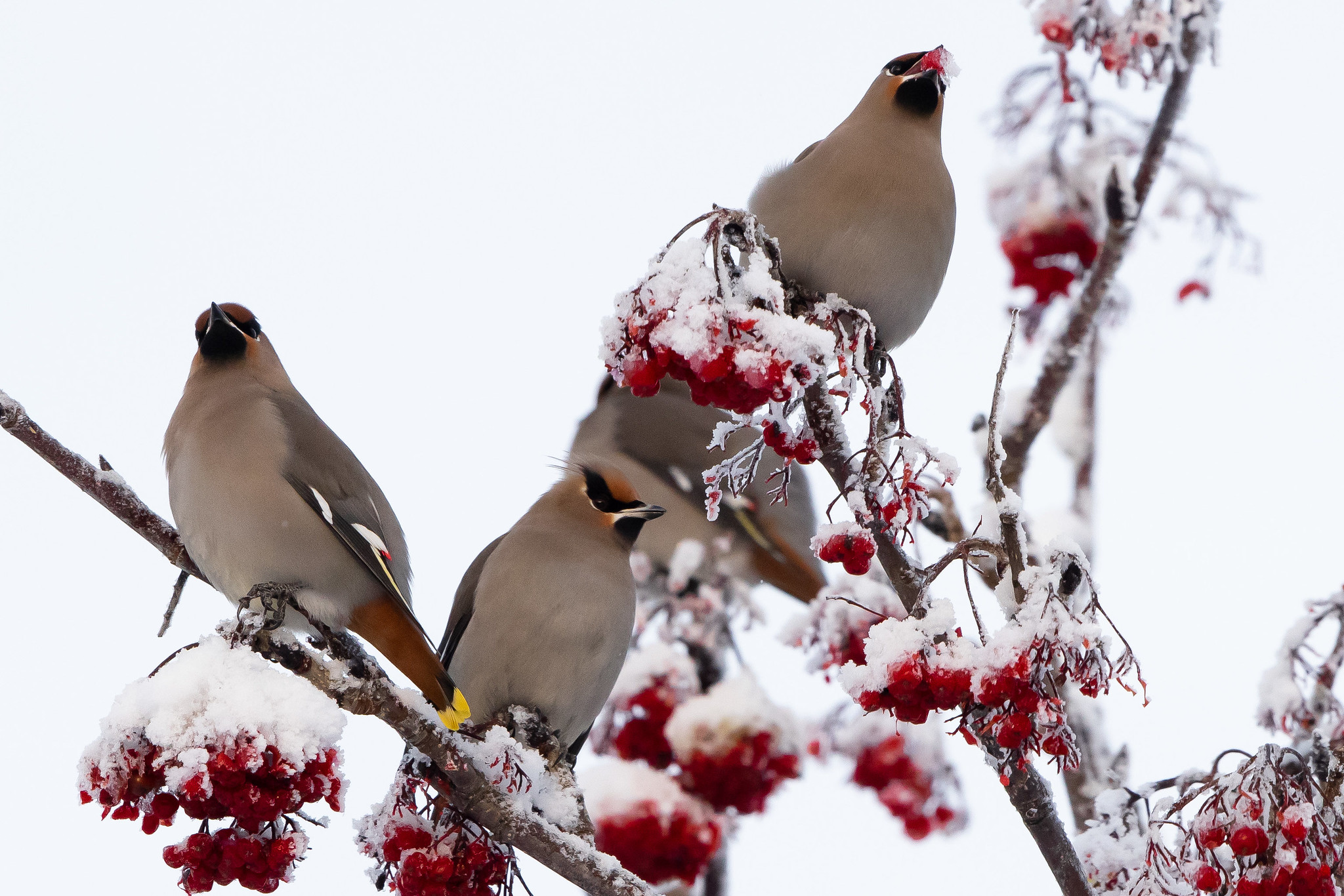 Free download high resolution image - free image free photo free stock image public domain picture -Bohemian waxwings