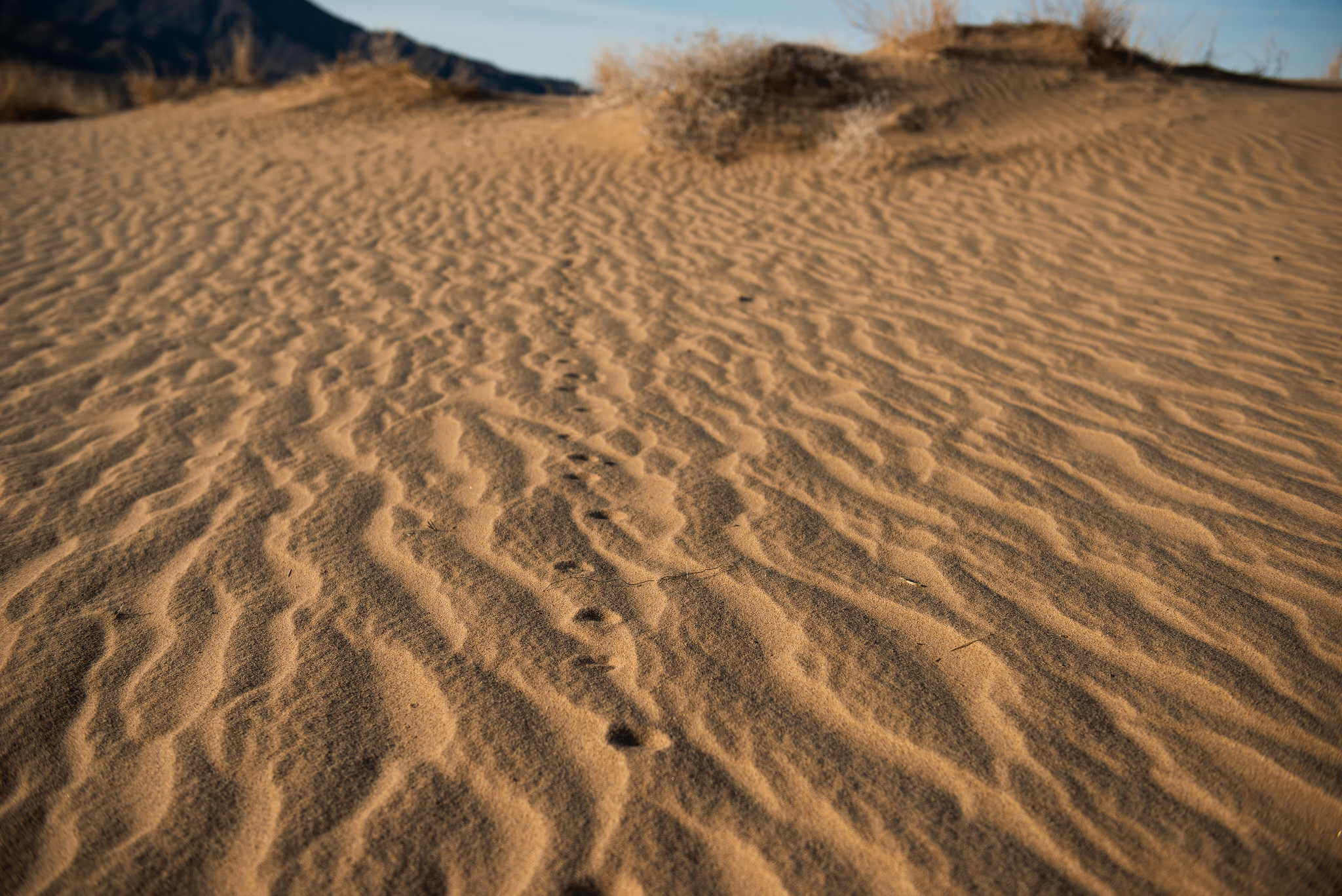 Free download high resolution image - free image free photo free stock image public domain picture -Joshua Tree National Park