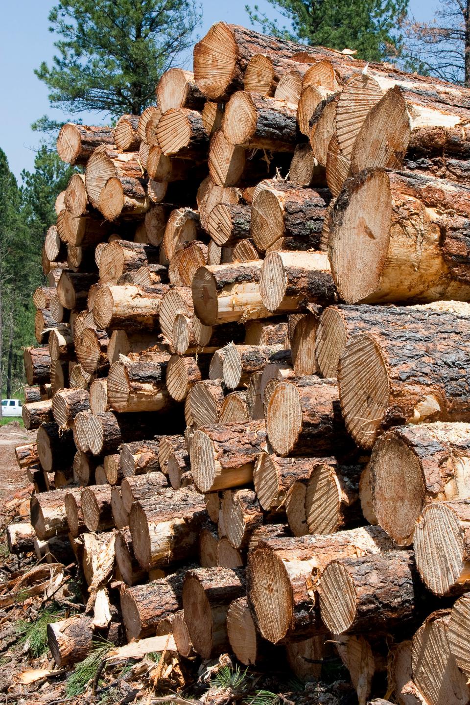 Free download high resolution image - free image free photo free stock image public domain picture  Timber