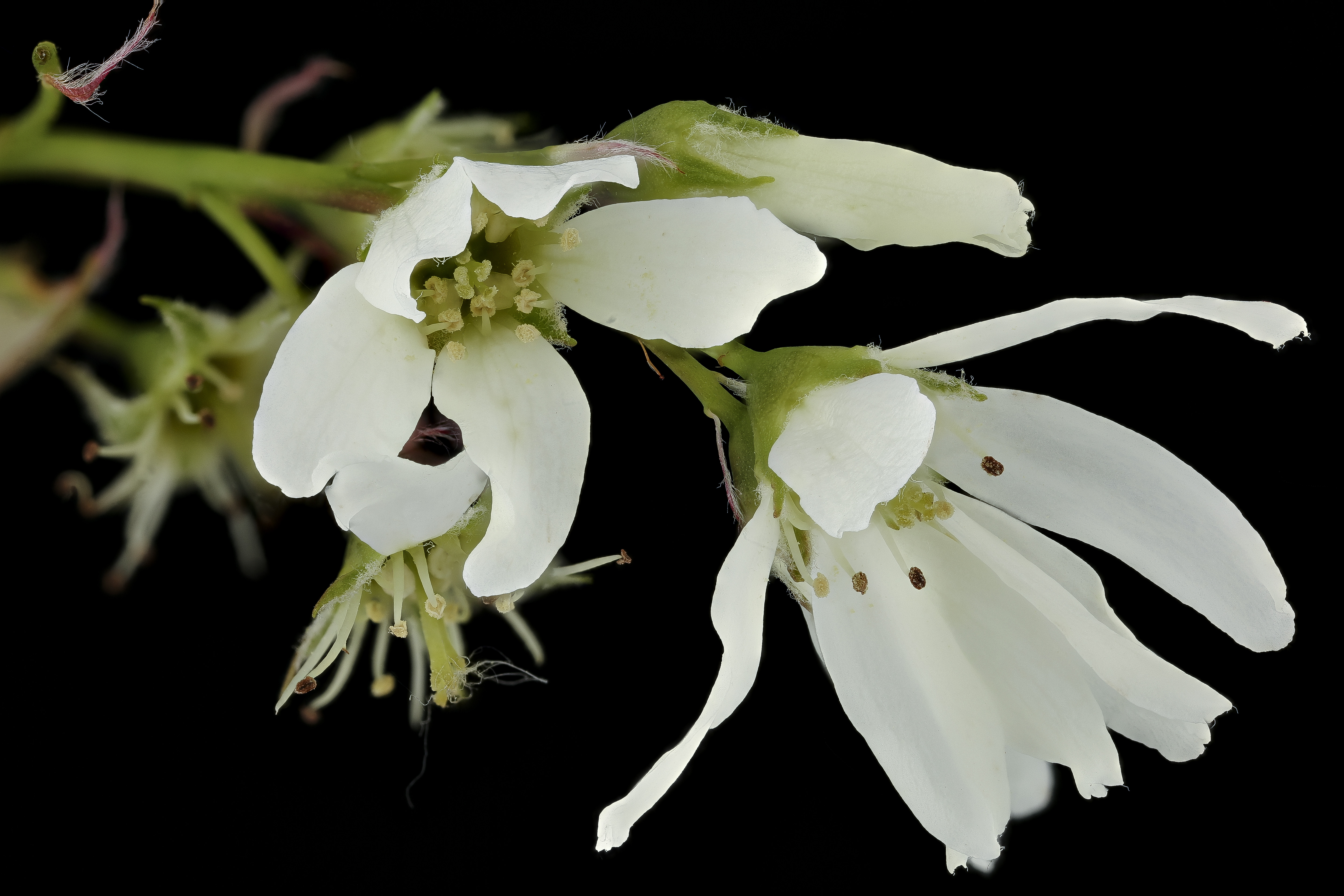 Free download high resolution image - free image free photo free stock image public domain picture -Amelanchier laevis