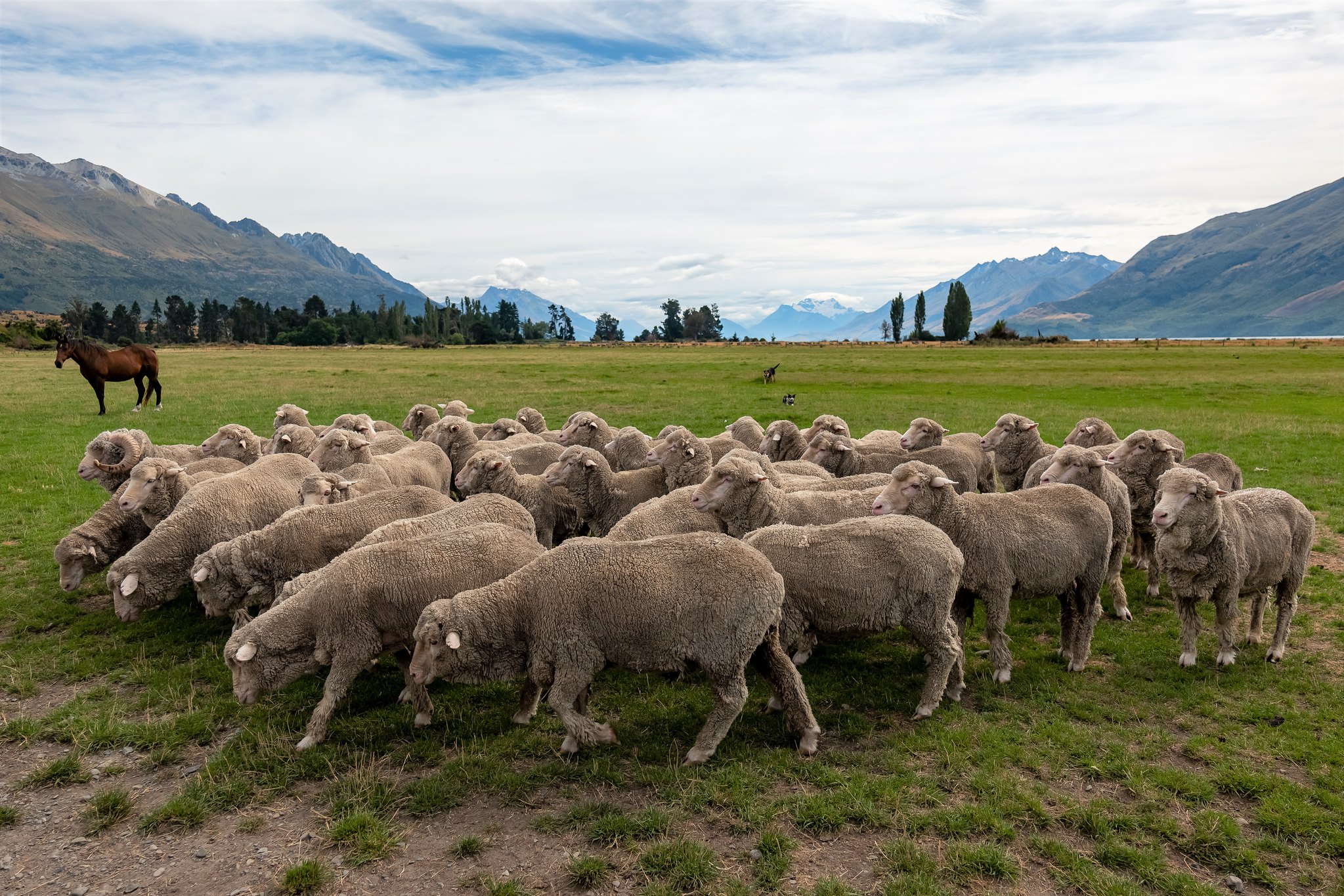 Free download high resolution image - free image free photo free stock image public domain picture -Flock of Staring Sheep