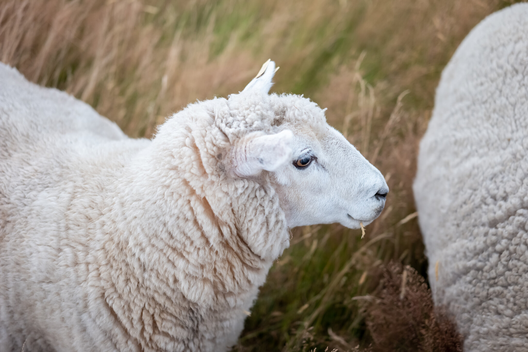 Free download high resolution image - free image free photo free stock image public domain picture -Flock of Staring Sheep