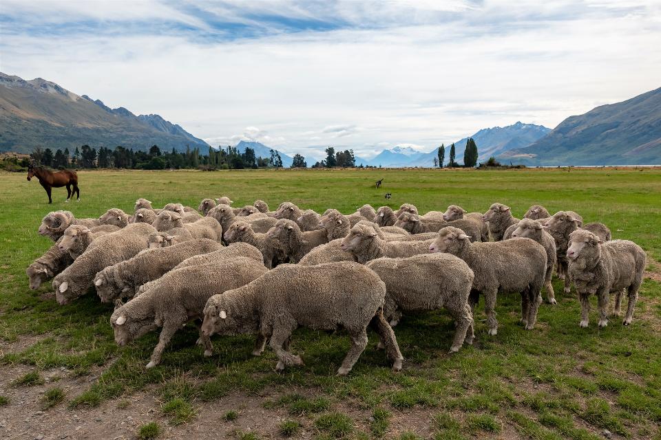 Free download high resolution image - free image free photo free stock image public domain picture  Flock of Staring Sheep