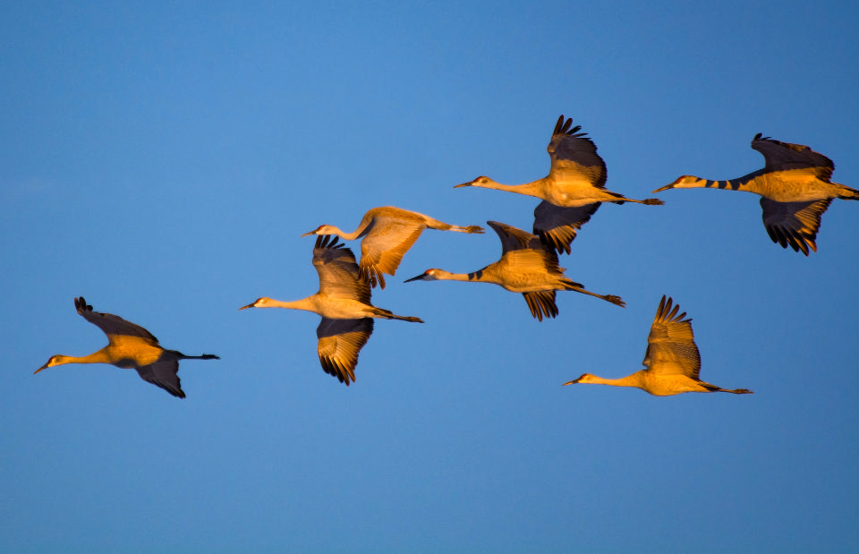 Free download high resolution image - free image free photo free stock image public domain picture  Sandhill Crane Flying