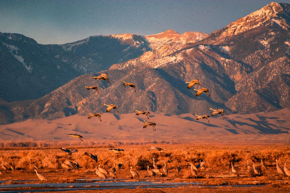 Free download high resolution image - free image free photo free stock image public domain picture  Sandhill Crane Flying