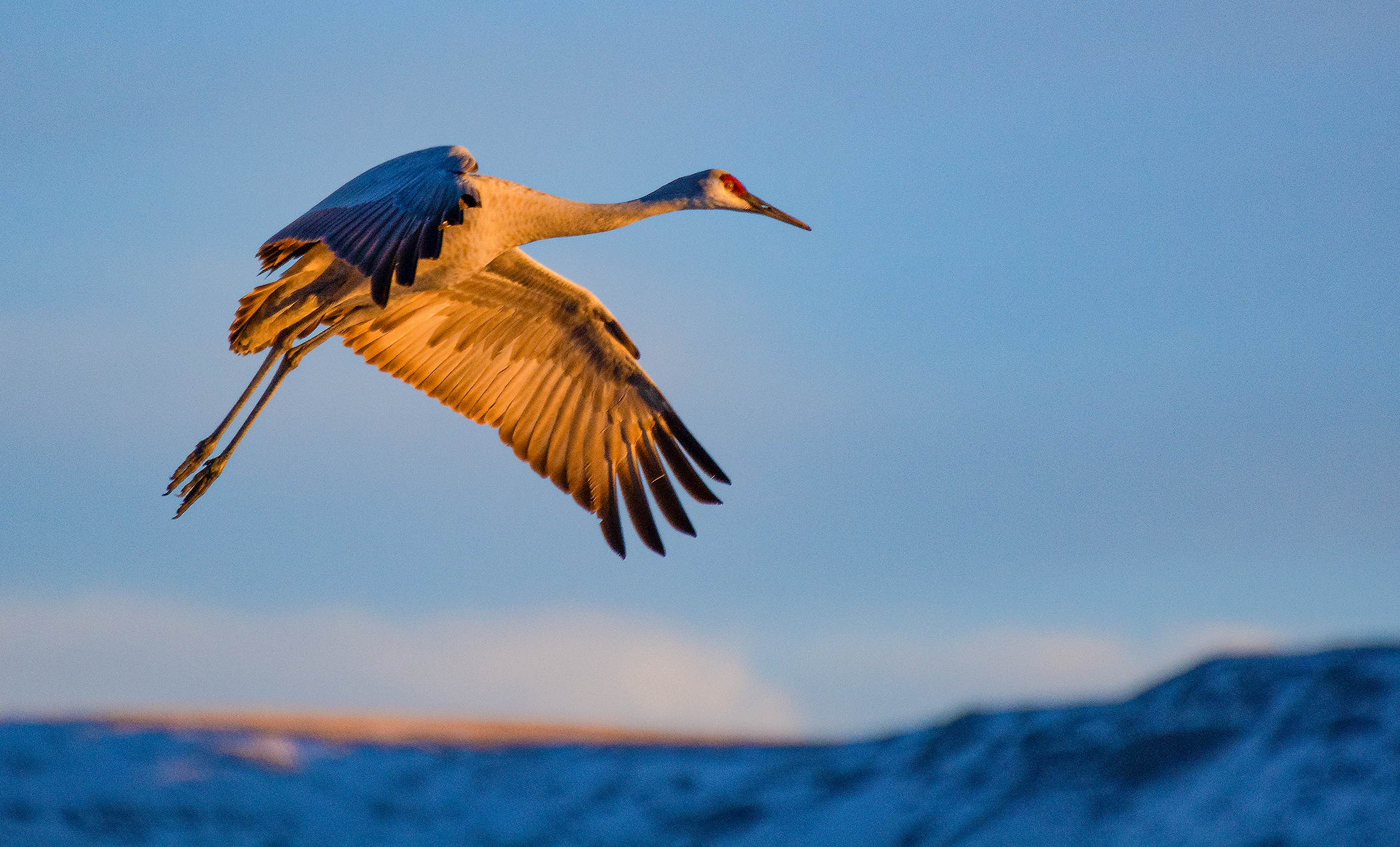 Free download high resolution image - free image free photo free stock image public domain picture -Sandhill Crane Flying