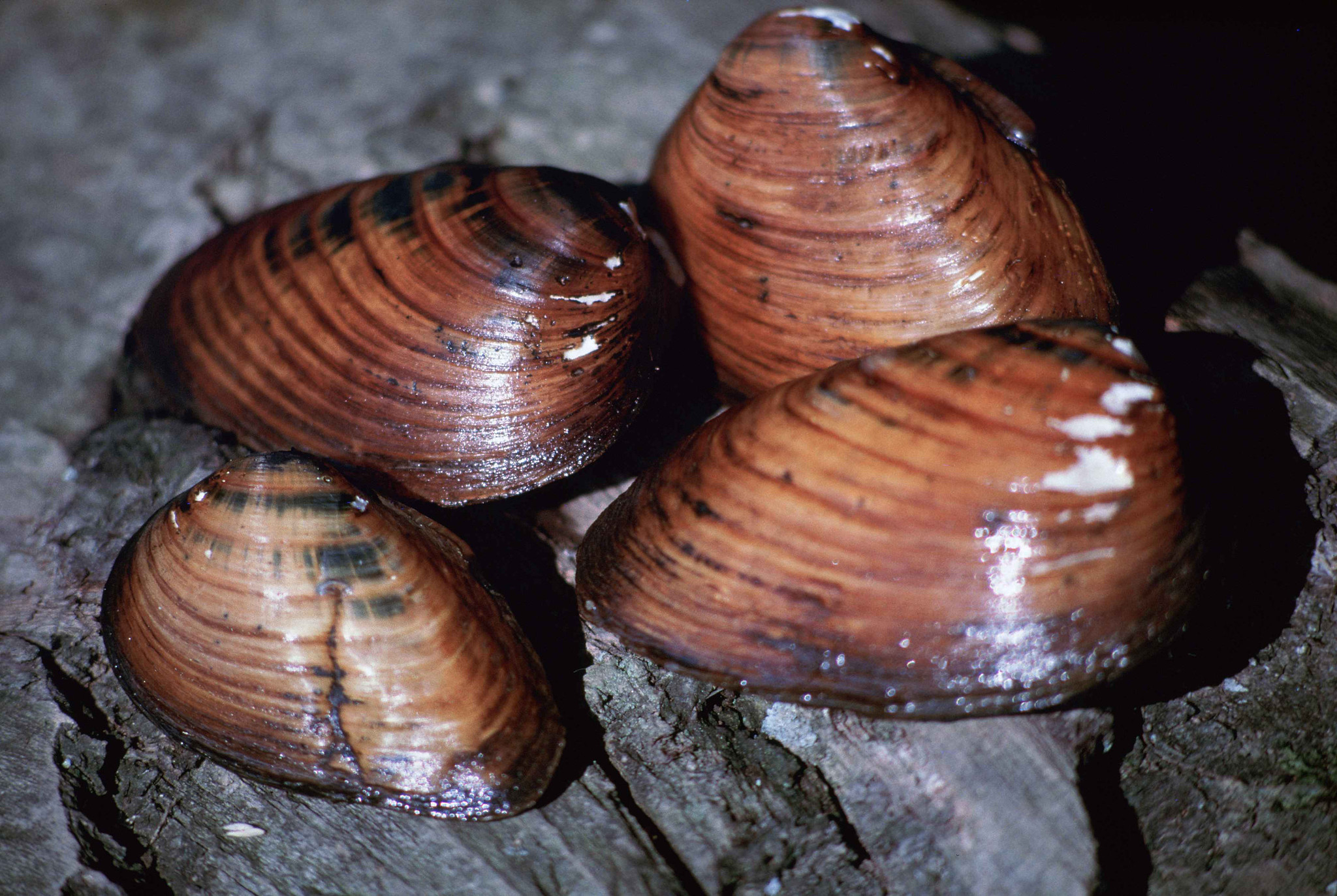 Free download high resolution image - free image free photo free stock image public domain picture -Clubshell mussel close up