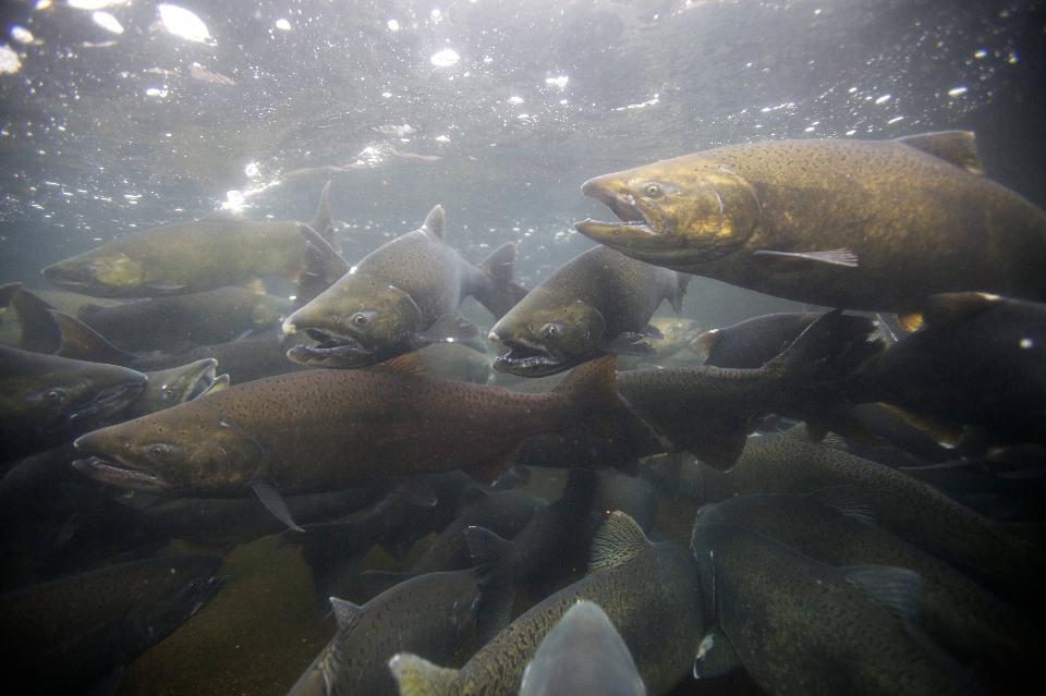 Free download high resolution image - free image free photo free stock image public domain picture  Chinook Salmon