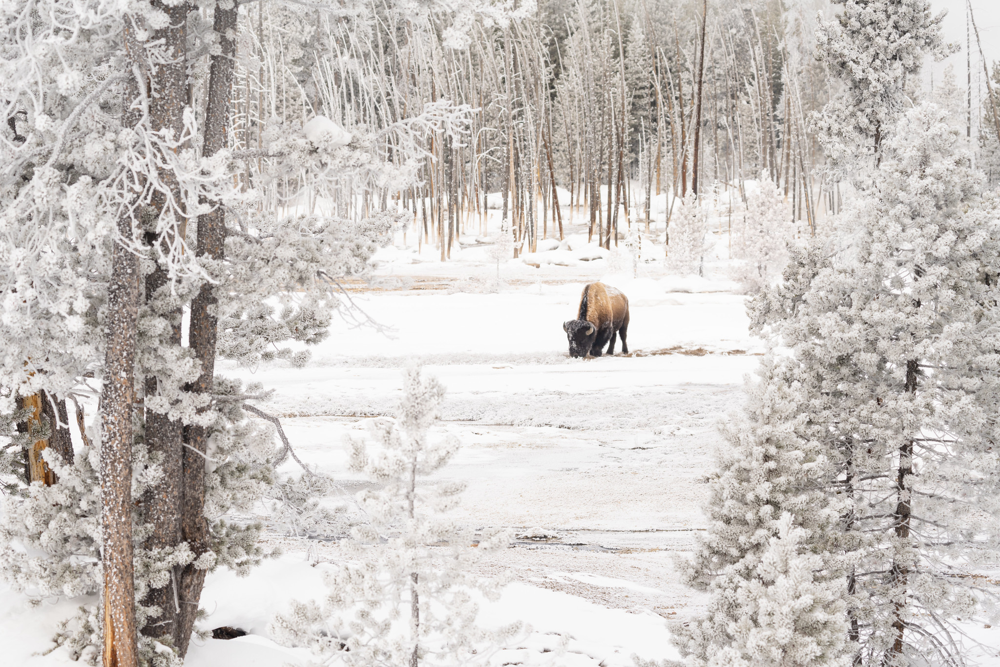 Free download high resolution image - free image free photo free stock image public domain picture -A bison grazes in Norris Geyser Basin