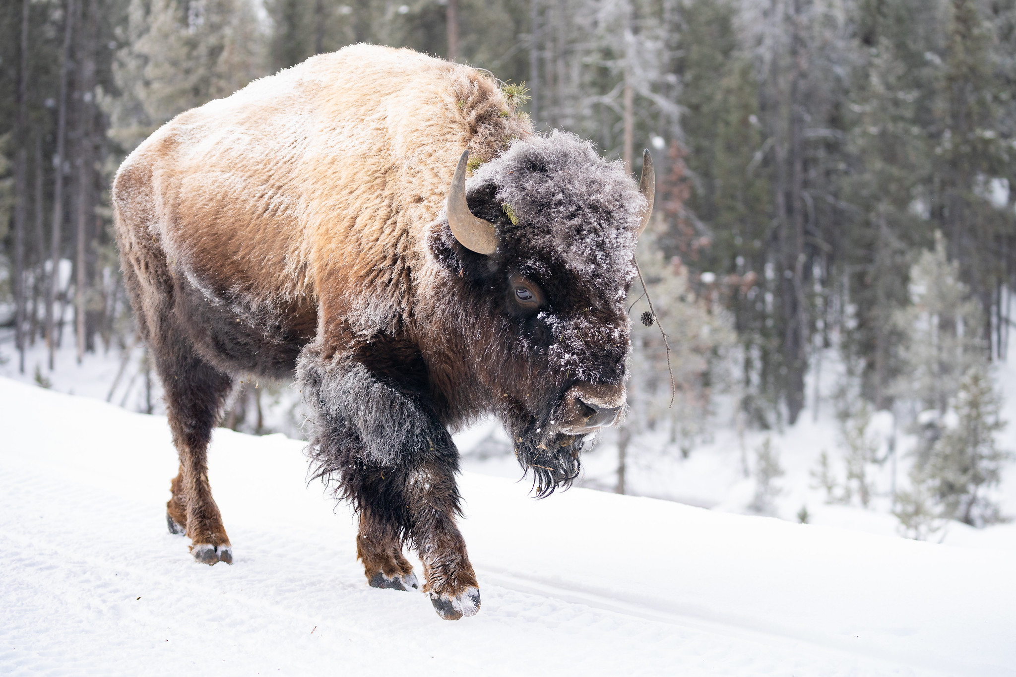 Free download high resolution image - free image free photo free stock image public domain picture -Frost-covered bison walks