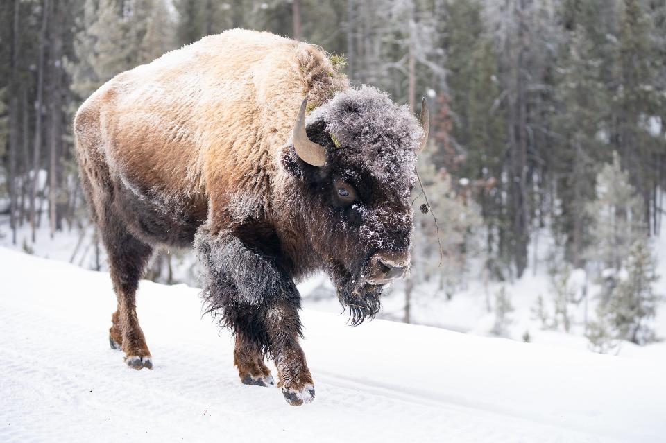 Free download high resolution image - free image free photo free stock image public domain picture  Frost-covered bison walks