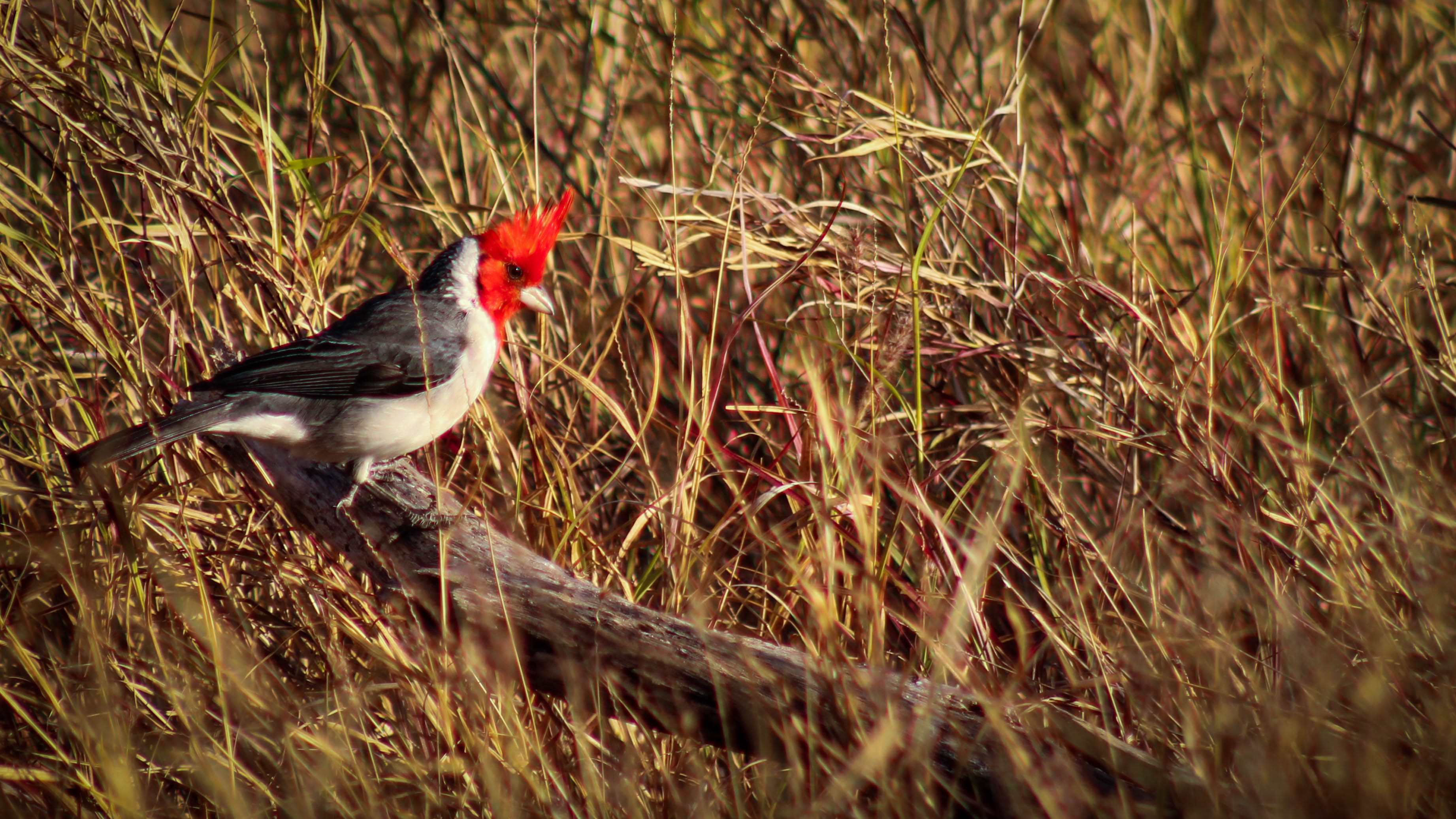 Free download high resolution image - free image free photo free stock image public domain picture -hawaiian red-crested cardinal in waimea canyon, kauai