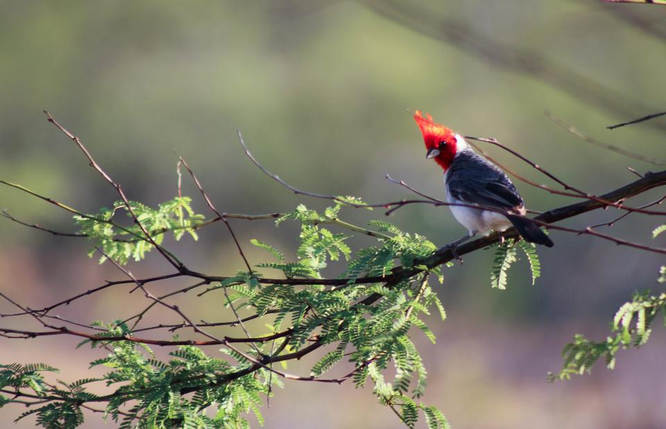 Free download high resolution image - free image free photo free stock image public domain picture  hawaiian red-crested cardinal in waimea canyon, kauai