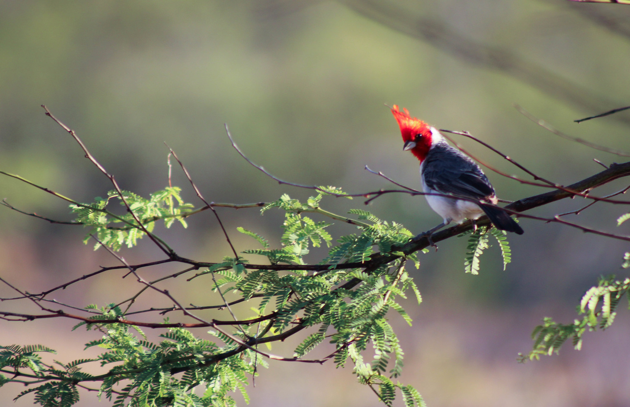 Free download high resolution image - free image free photo free stock image public domain picture -hawaiian red-crested cardinal in waimea canyon, kauai