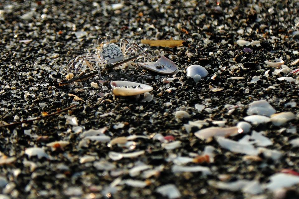 Free download high resolution image - free image free photo free stock image public domain picture  a little crab walking on the beach