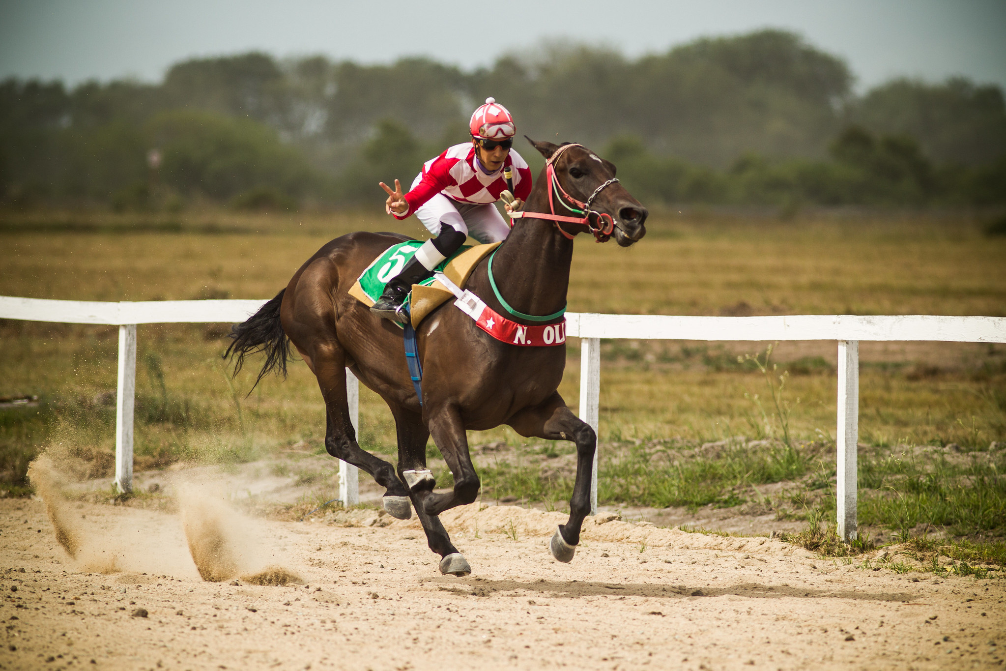 Free download high resolution image - free image free photo free stock image public domain picture -Race horse with jockey on the home straight