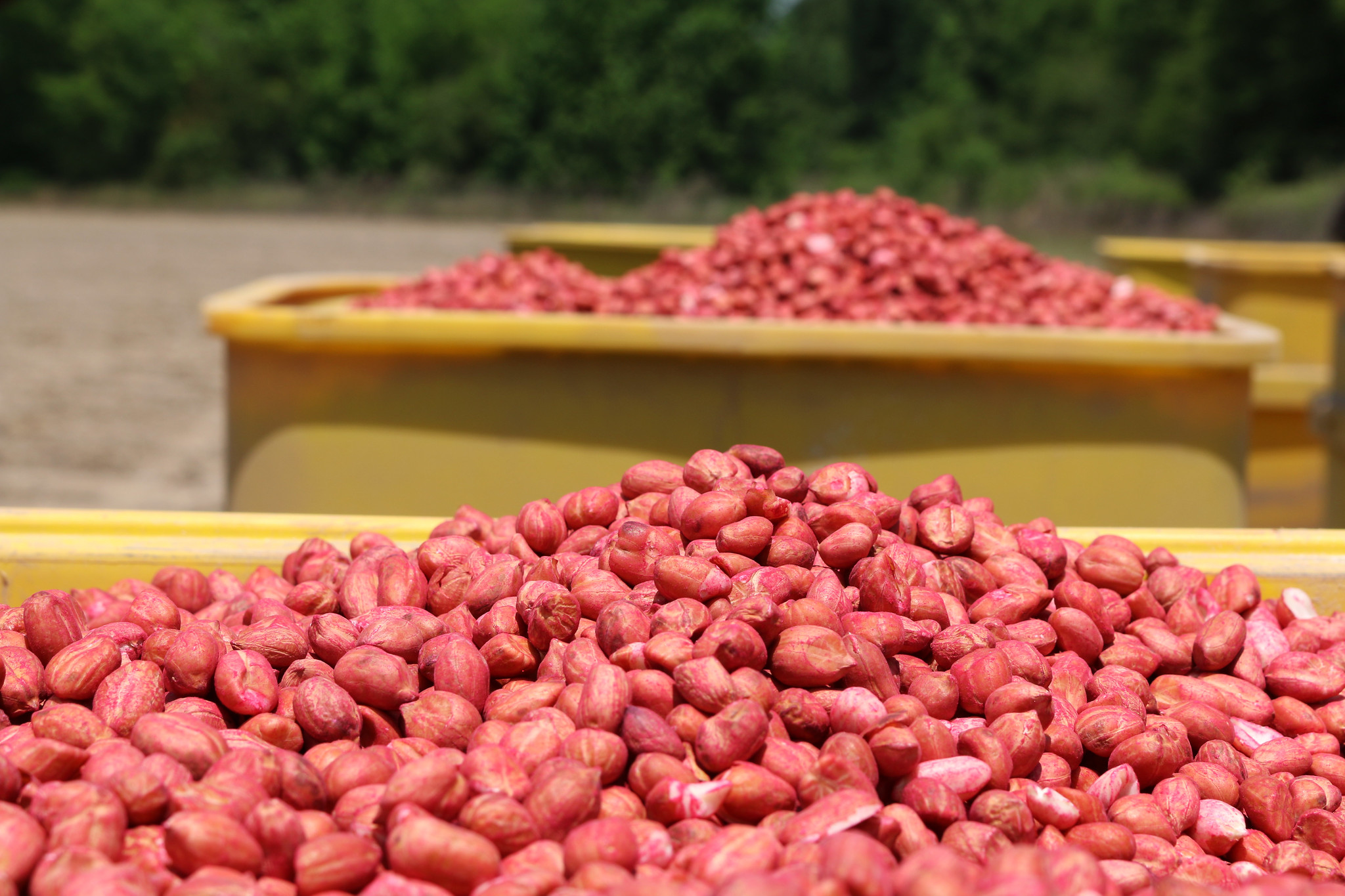 Free download high resolution image - free image free photo free stock image public domain picture -Peanuts in the Seed Hopper