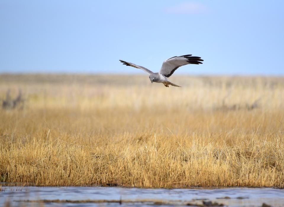 Free download high resolution image - free image free photo free stock image public domain picture  Northern harrier at Seedskadee National Wildlife Refuge