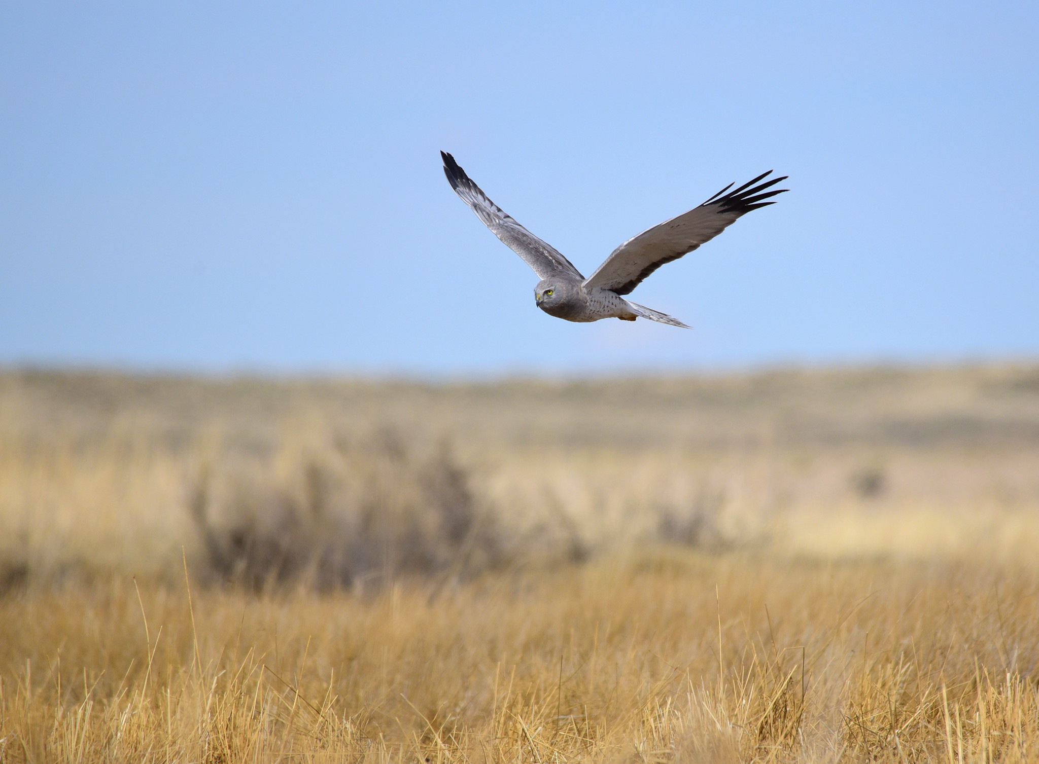 Free download high resolution image - free image free photo free stock image public domain picture -Northern harrier at Seedskadee National Wildlife Refuge