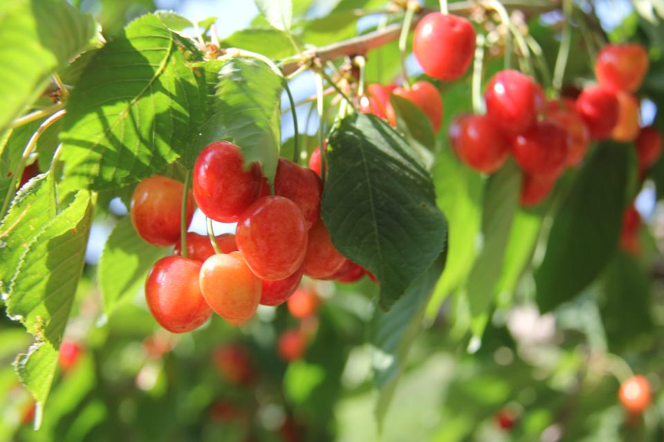 Free download high resolution image - free image free photo free stock image public domain picture  Ripe cherries hanging from a cherry tree branch.