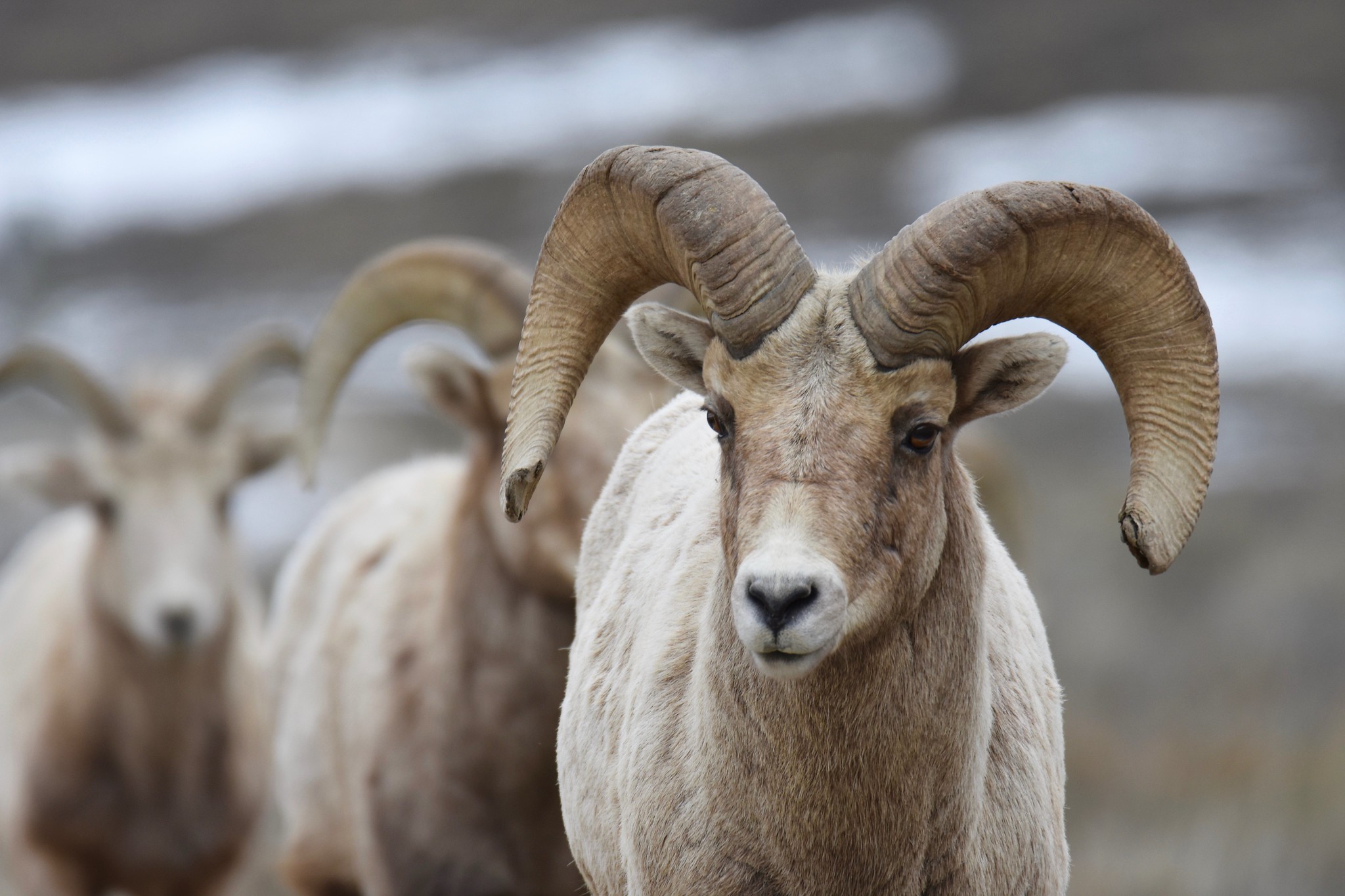 Free download high resolution image - free image free photo free stock image public domain picture -Rocky Mountain bighorn sheep