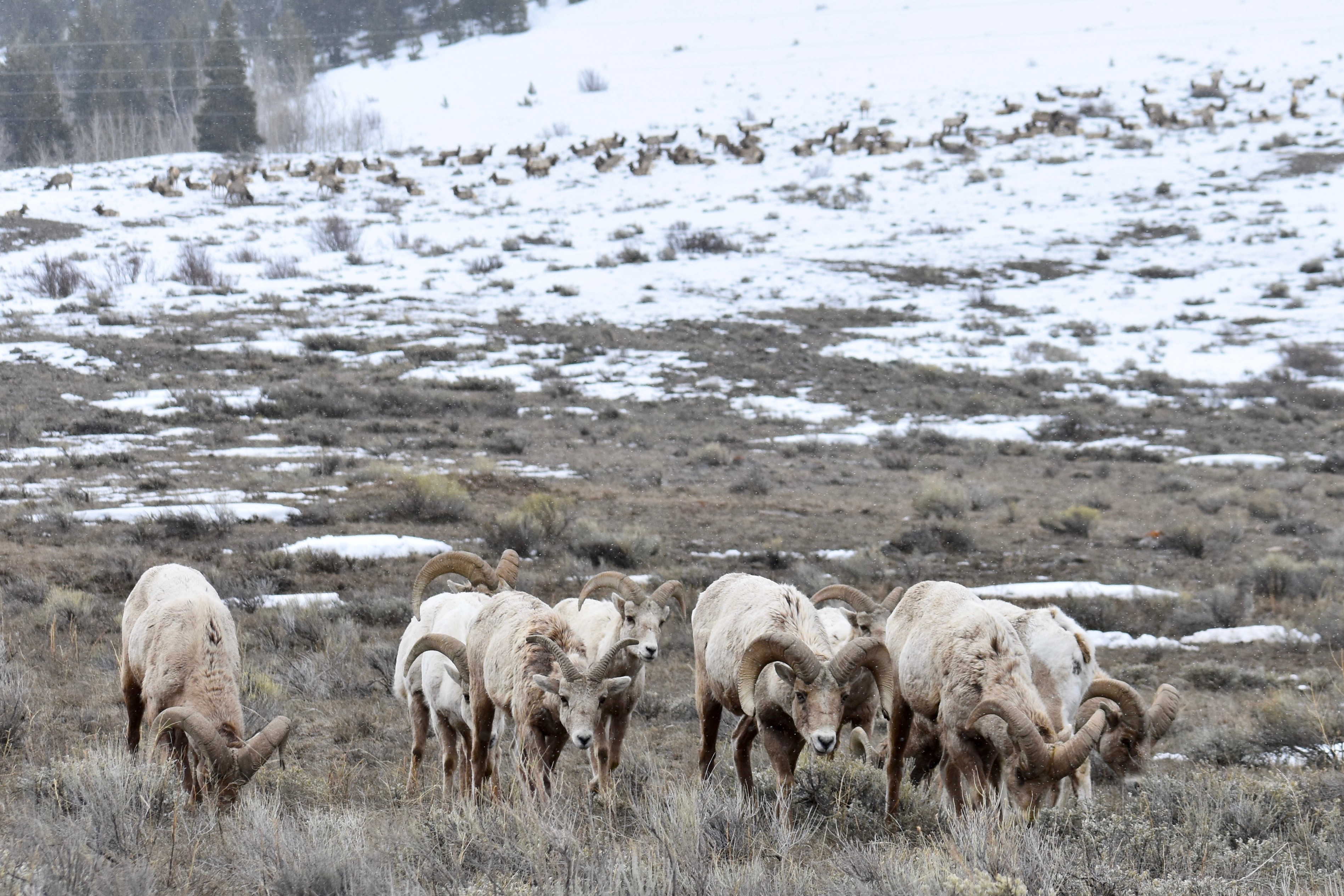 Free download high resolution image - free image free photo free stock image public domain picture -Rocky Mountain bighorn sheep