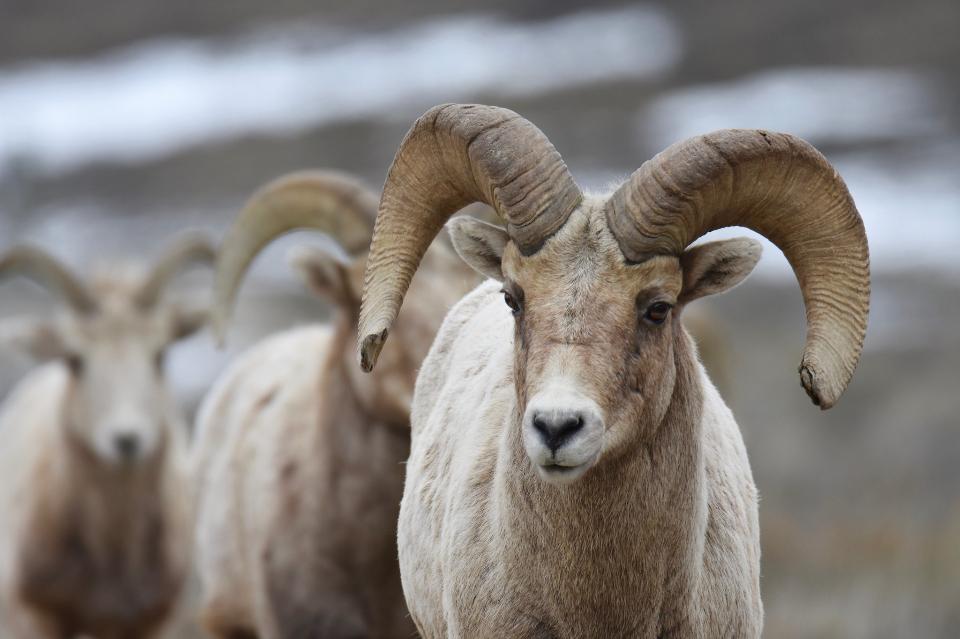 Free download high resolution image - free image free photo free stock image public domain picture  Rocky Mountain bighorn sheep