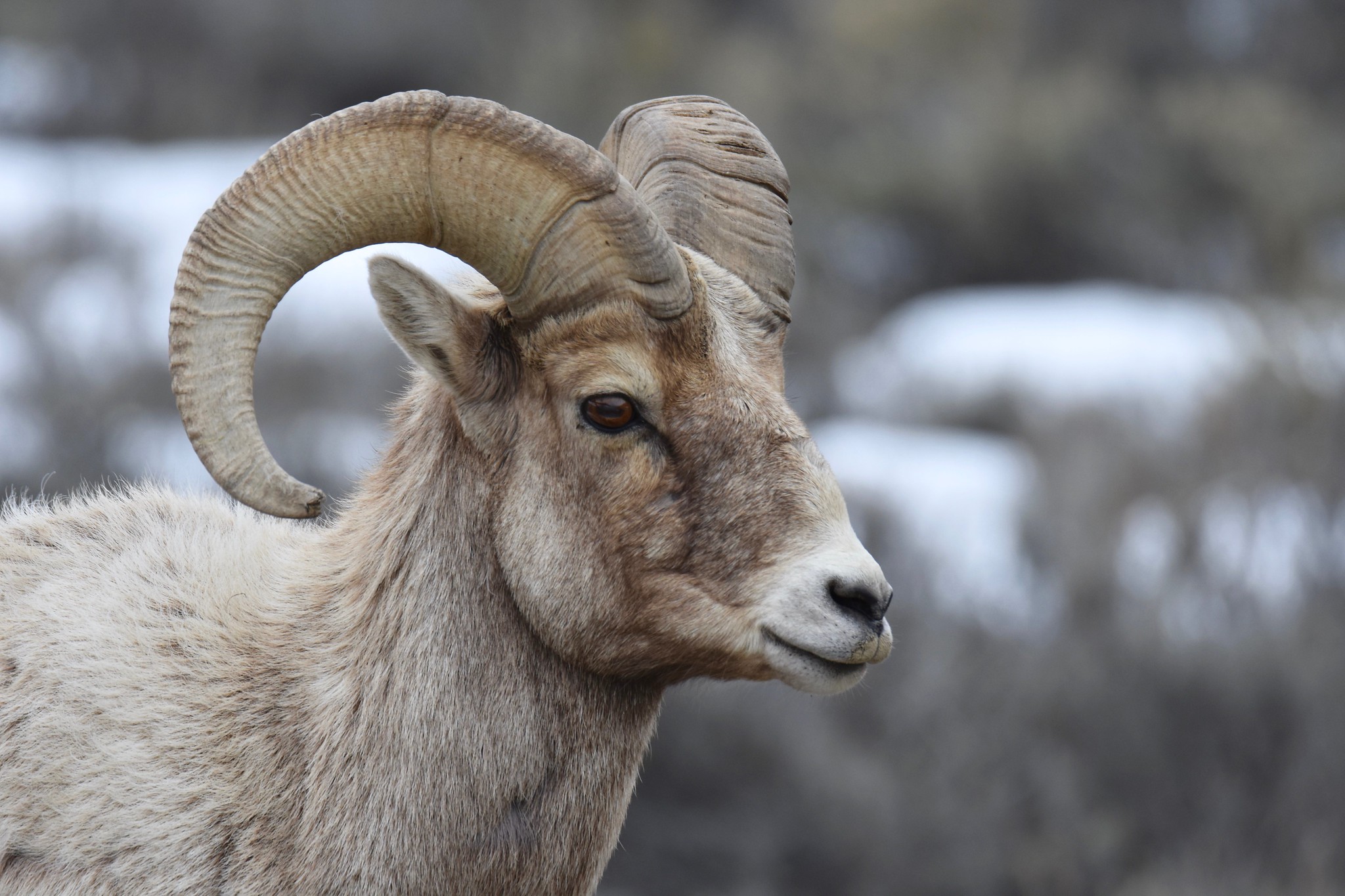 Free download high resolution image - free image free photo free stock image public domain picture -Rocky Mountain bighorn sheep