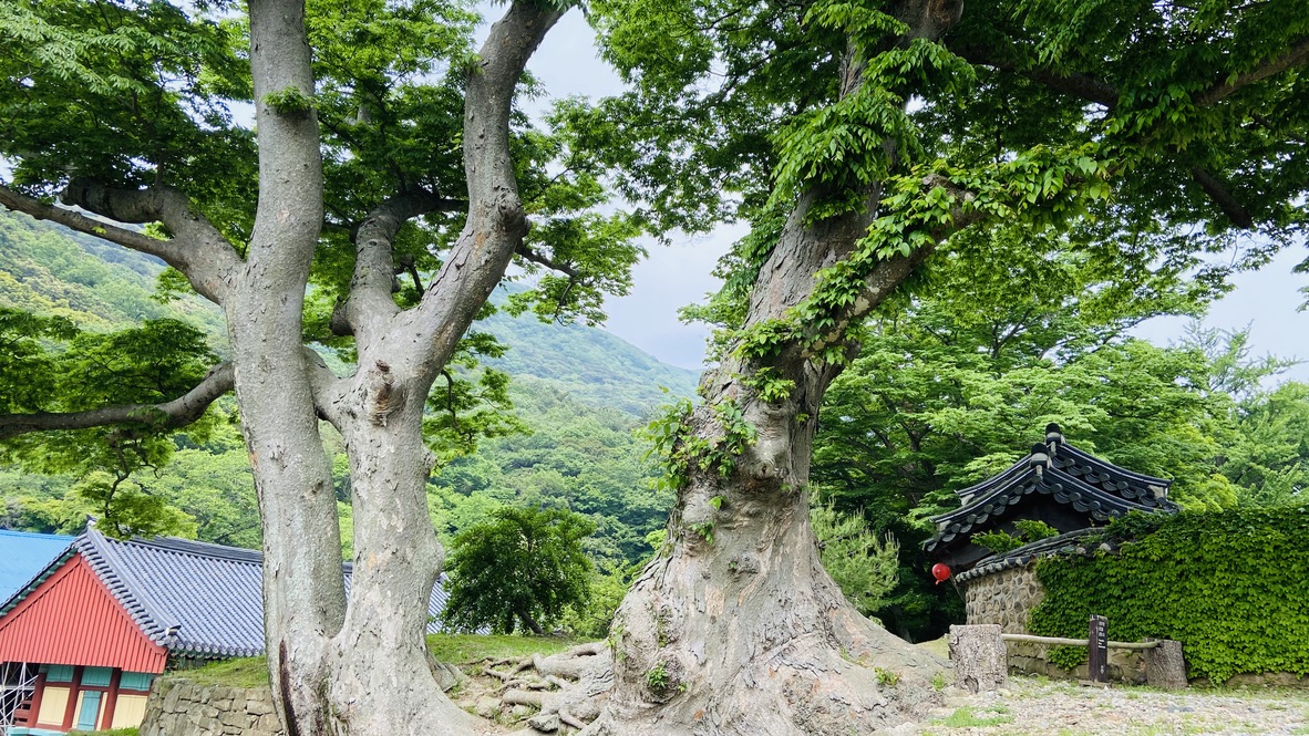 Free download high resolution image - free image free photo free stock image public domain picture -UNESCO World Heritage Site Daeheungsa in Haenam County, Korea