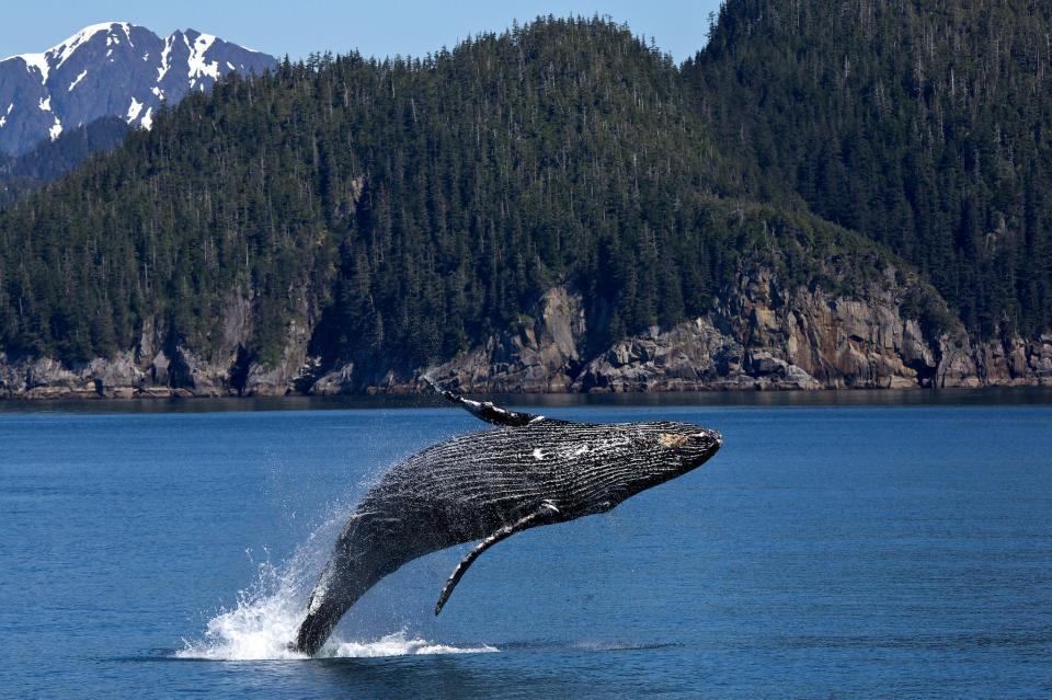 Free download high resolution image - free image free photo free stock image public domain picture  At Kenai Fjords National Park in Alaska