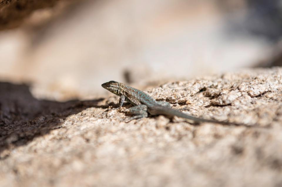 Free download high resolution image - free image free photo free stock image public domain picture  Side blotched lizard