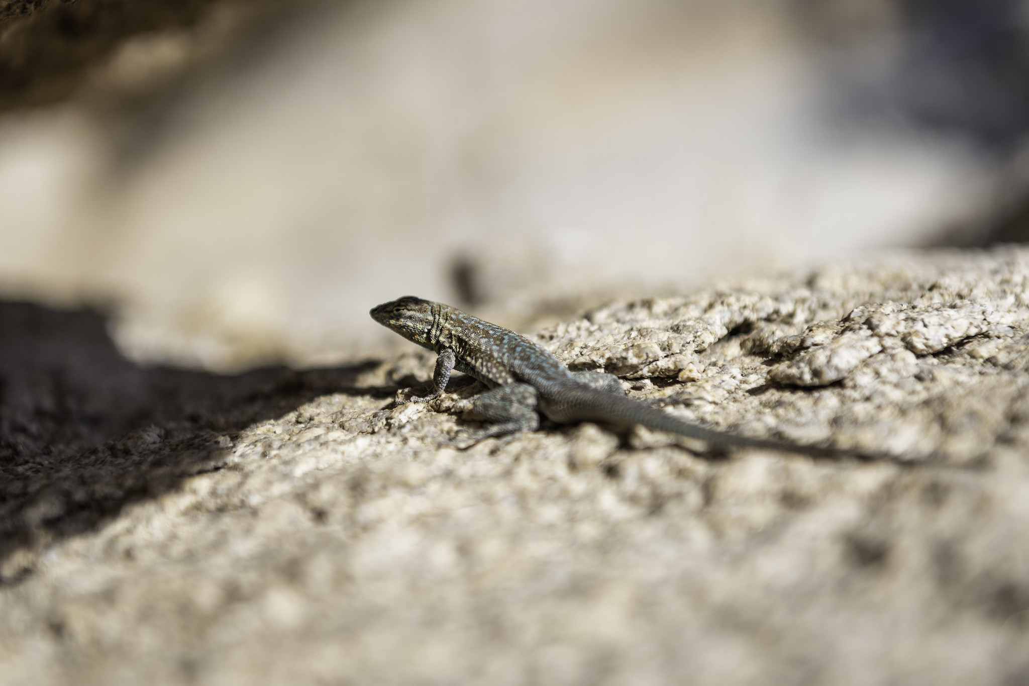 Free download high resolution image - free image free photo free stock image public domain picture -Side blotched lizard