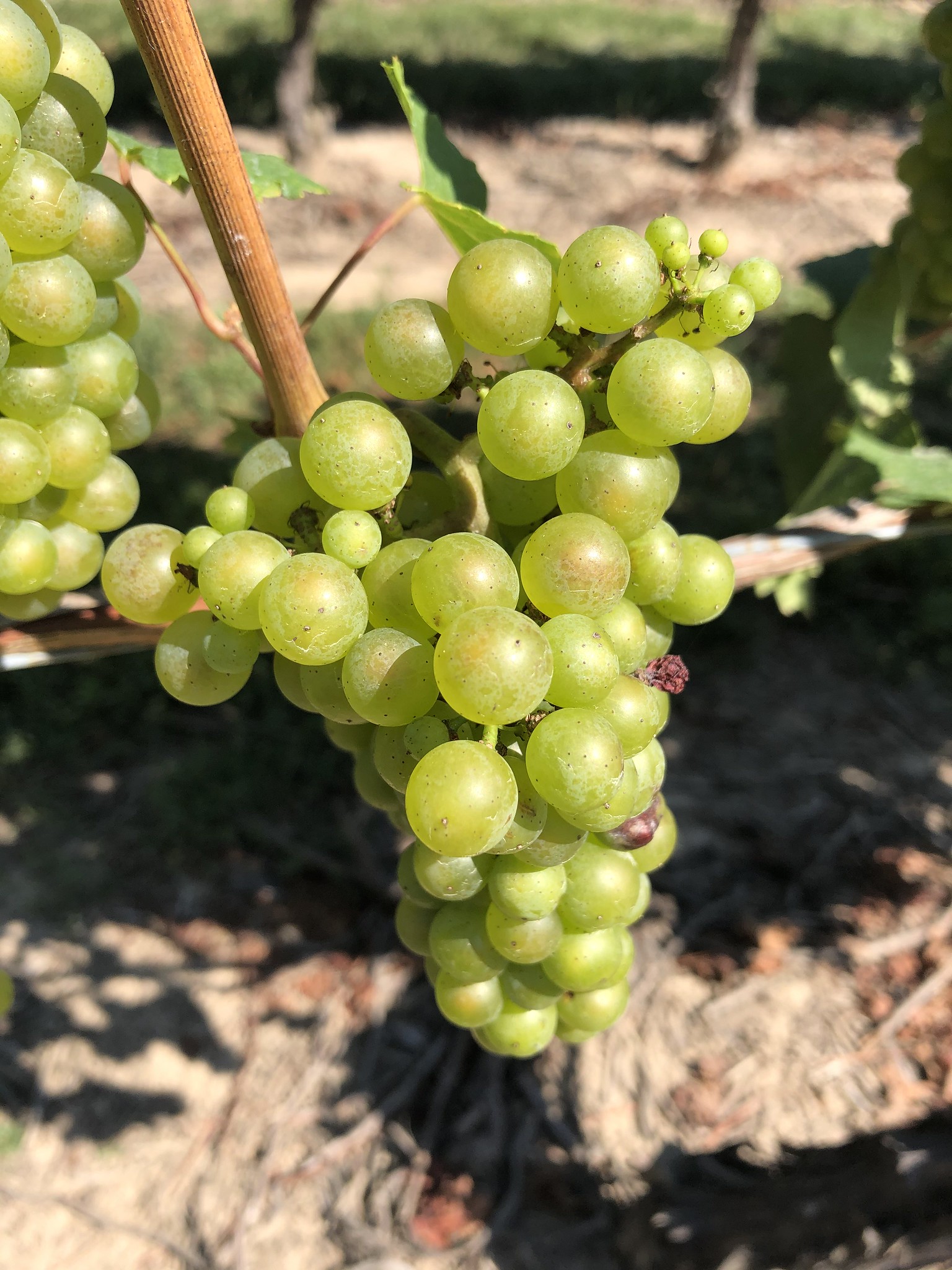 Free download high resolution image - free image free photo free stock image public domain picture -Ripe white wine grapes plants on vineyard