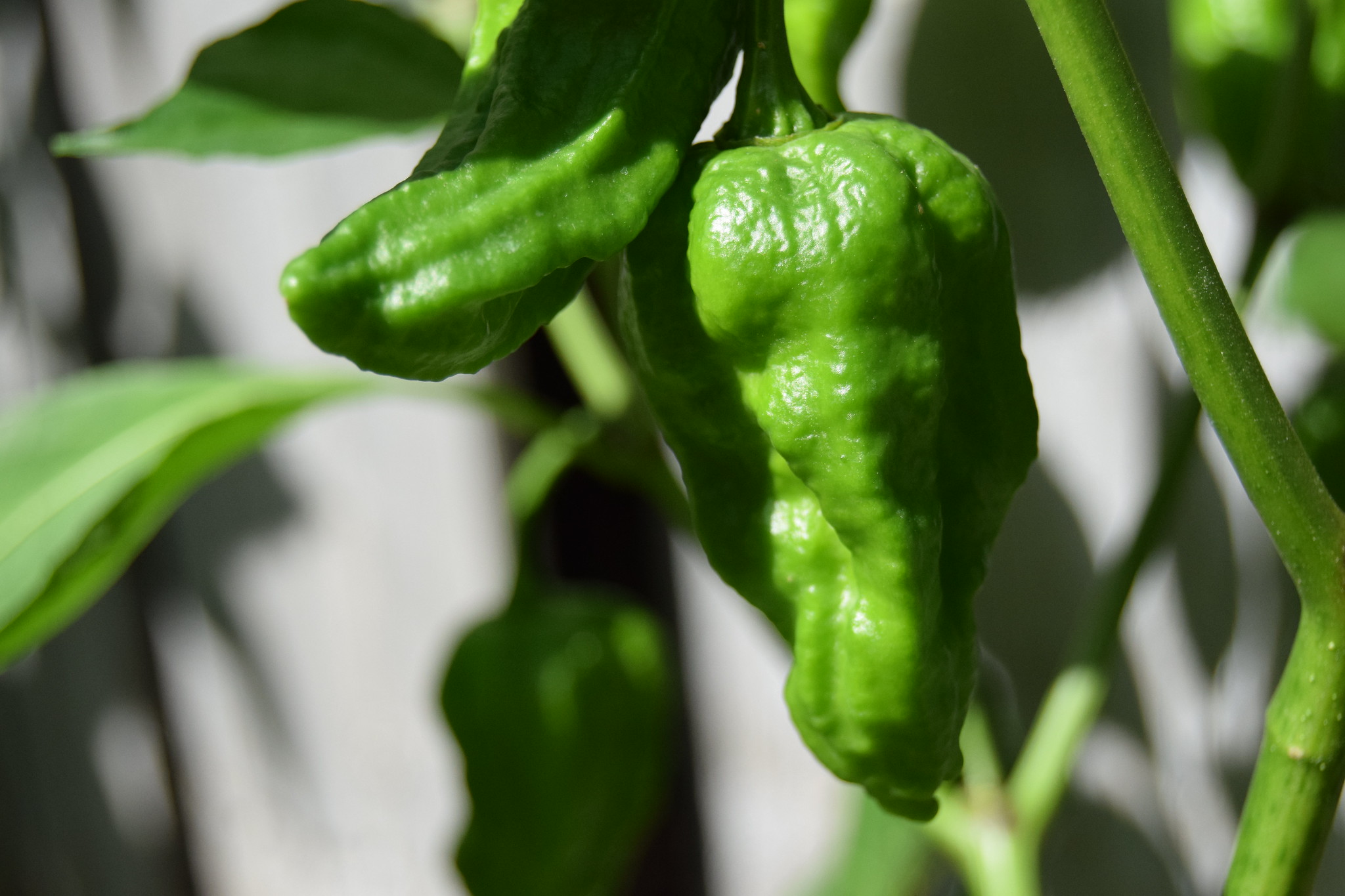 Free download high resolution image - free image free photo free stock image public domain picture -green peppers growing in the garden