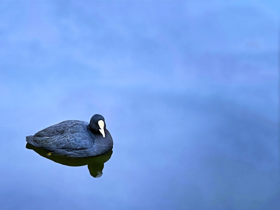 Free download high resolution image - free image free photo free stock image public domain picture  A duck swimming