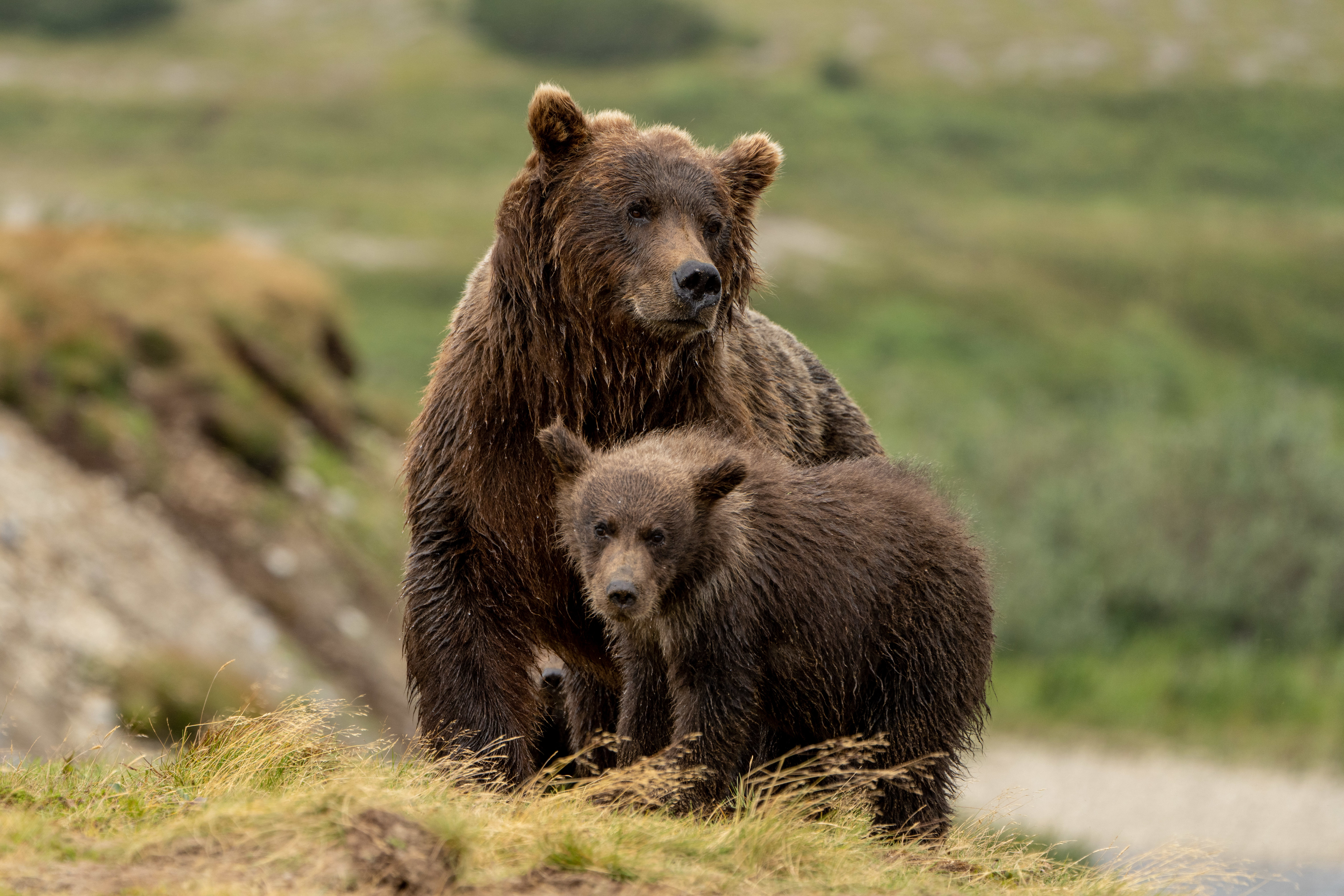 Free download high resolution image - free image free photo free stock image public domain picture -Sow with cub