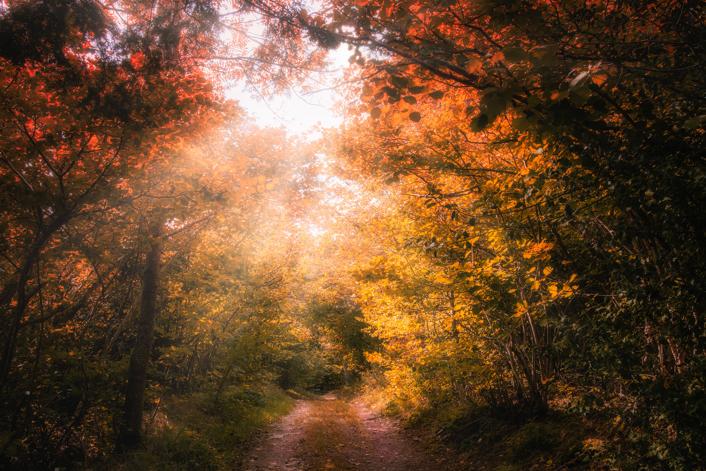 Free download high resolution image - free image free photo free stock image public domain picture -Autumn forest background