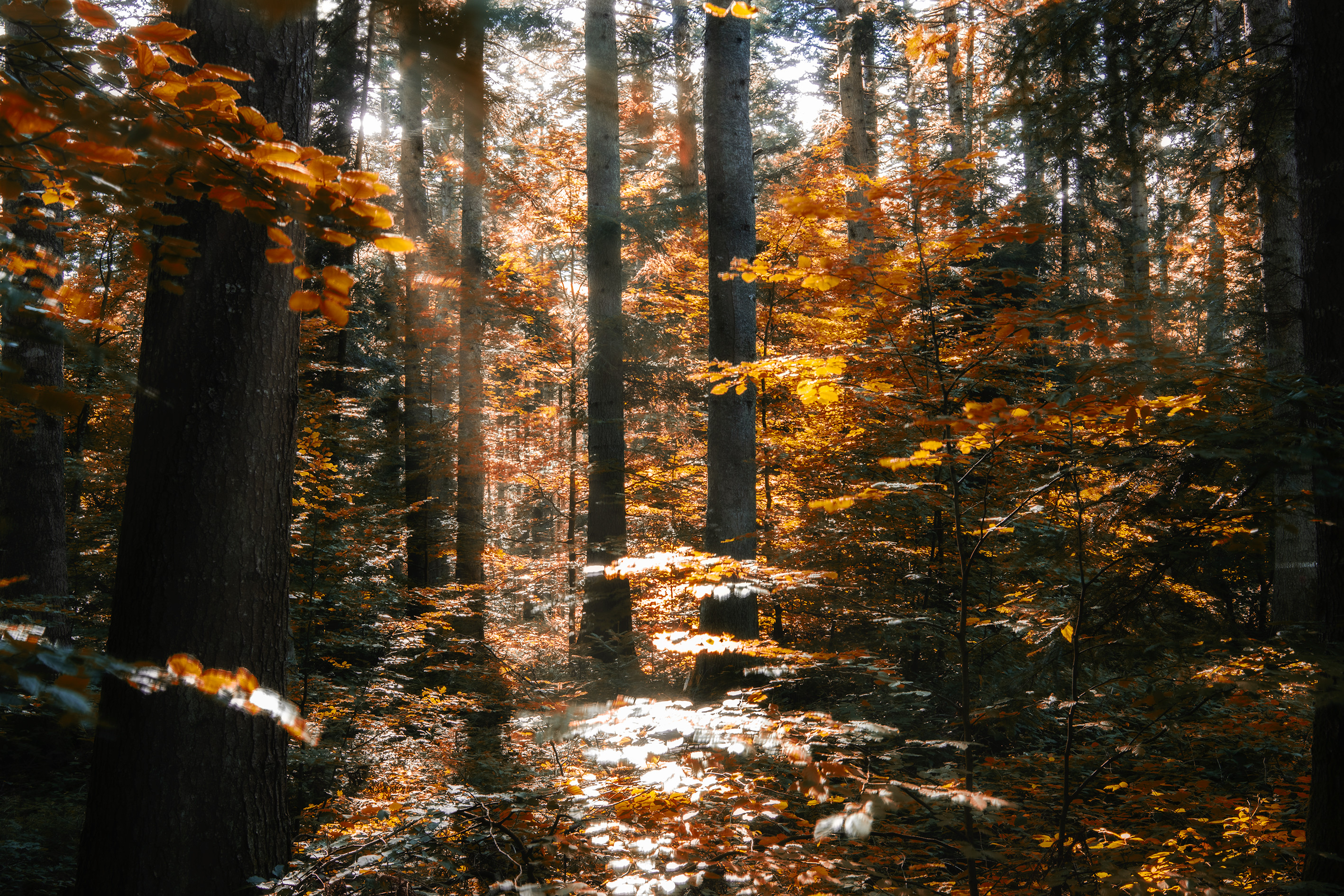 Free download high resolution image - free image free photo free stock image public domain picture -Autumn forest background