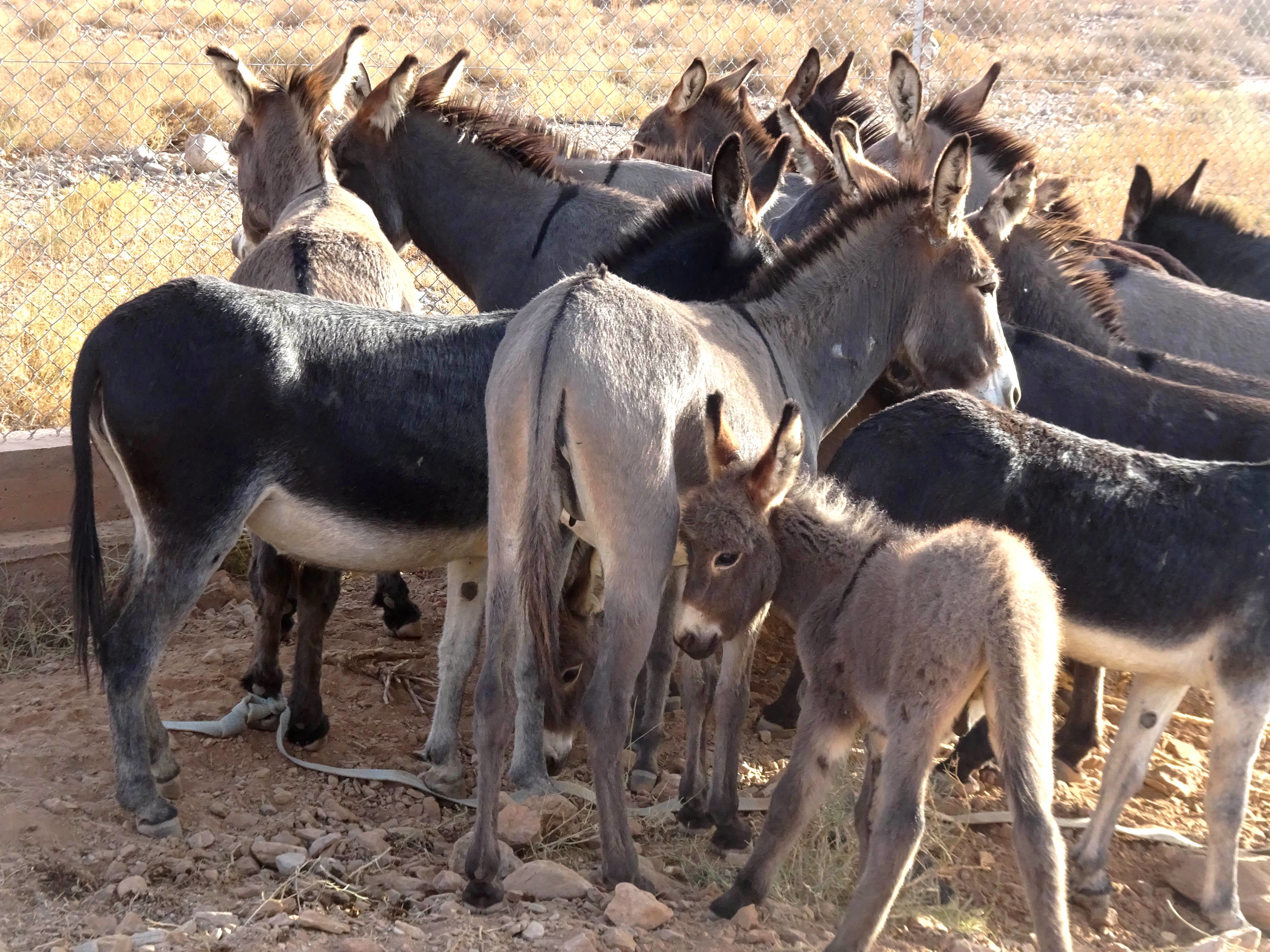 Free download high resolution image - free image free photo free stock image public domain picture -Wild donkeys living in outback Moroco