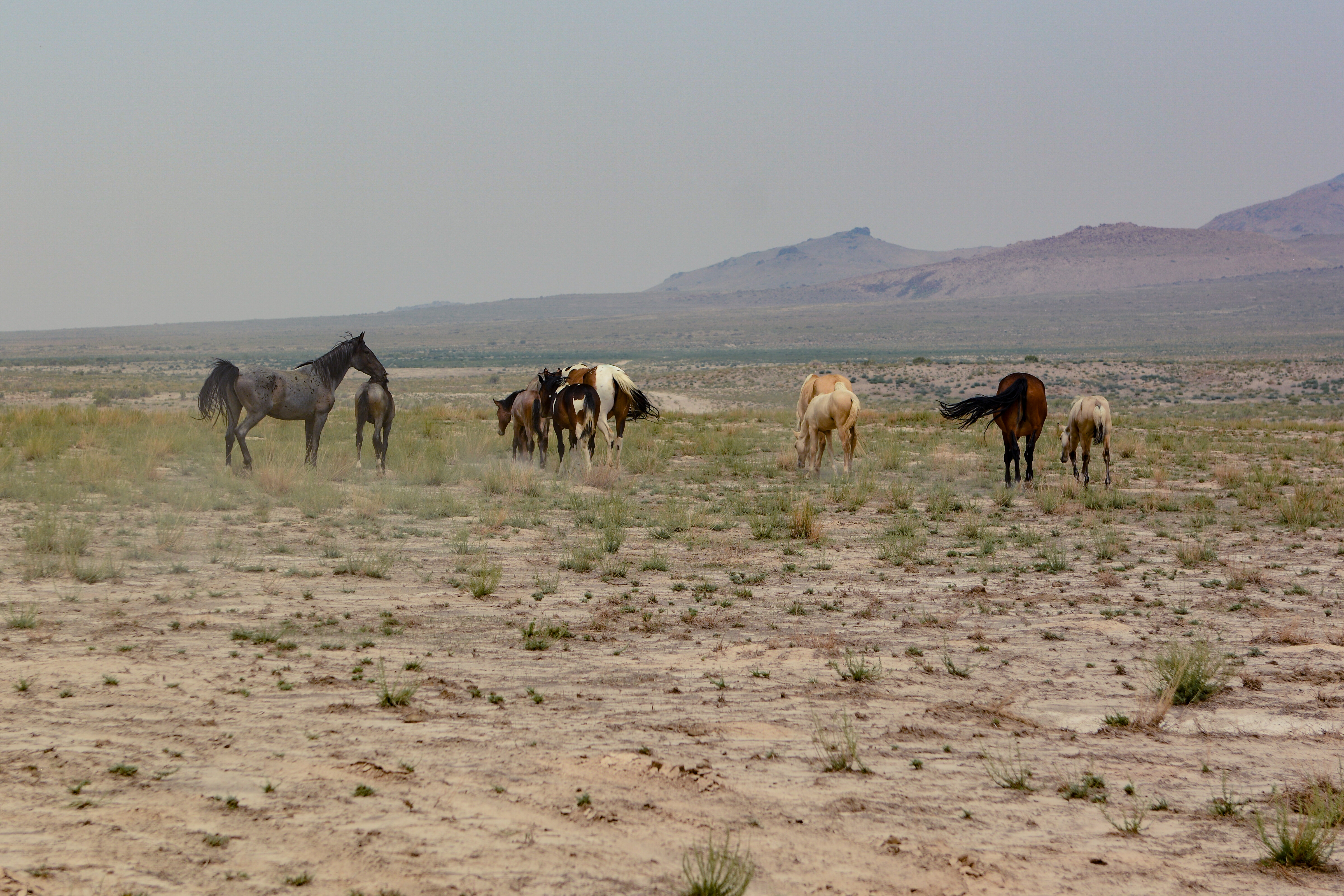 Free download high resolution image - free image free photo free stock image public domain picture -Onaqui Herd Management Area