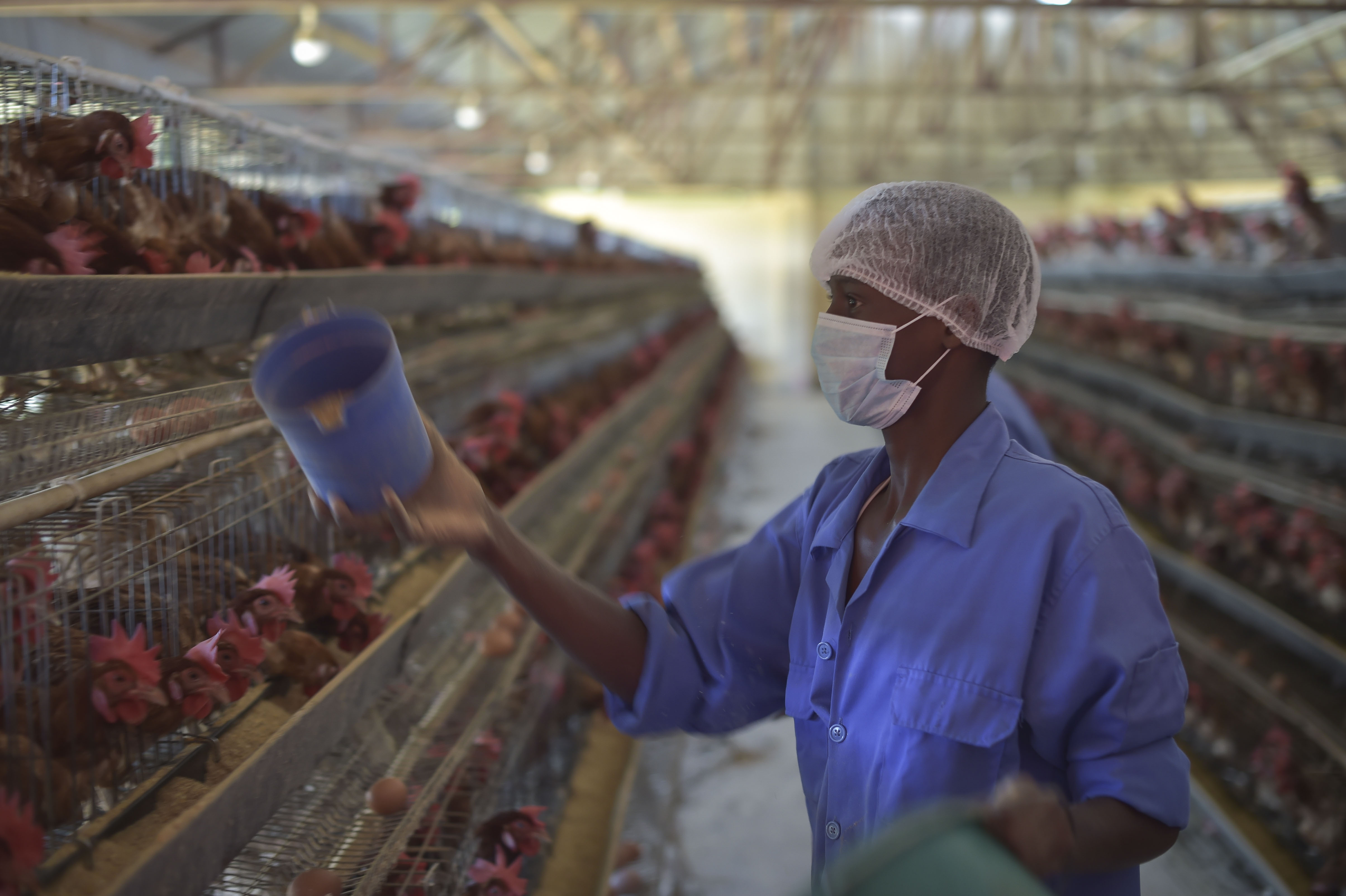 Free download high resolution image - free image free photo free stock image public domain picture -A worker at the Somali Poultry Farm