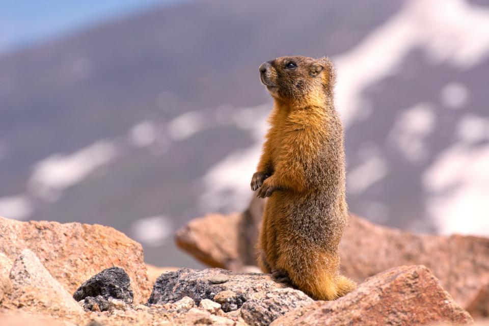 Free download high resolution image - free image free photo free stock image public domain picture  Yellow bellied Marmot on Tundra