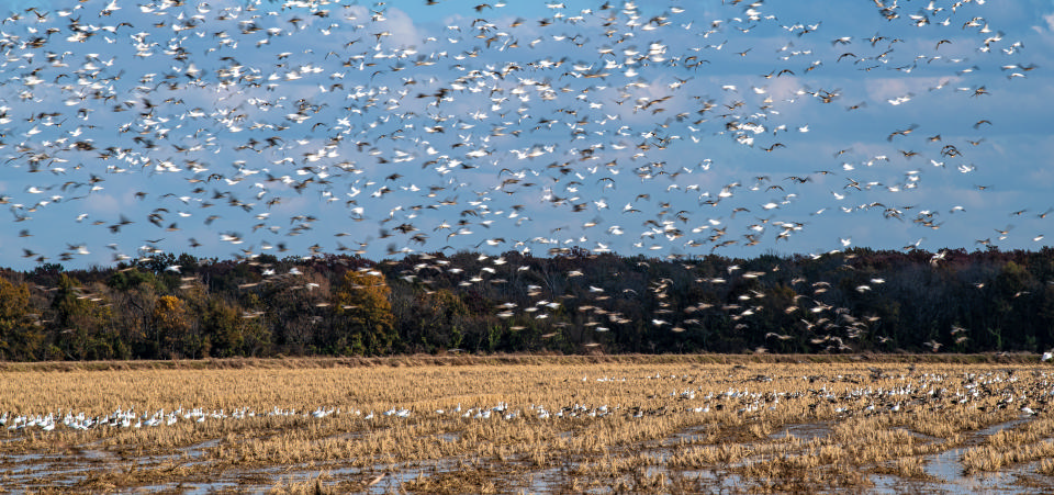 Free download high resolution image - free image free photo free stock image public domain picture  A group of birds flying together