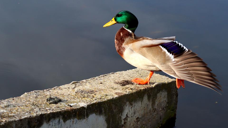 Free download high resolution image - free image free photo free stock image public domain picture  Duck