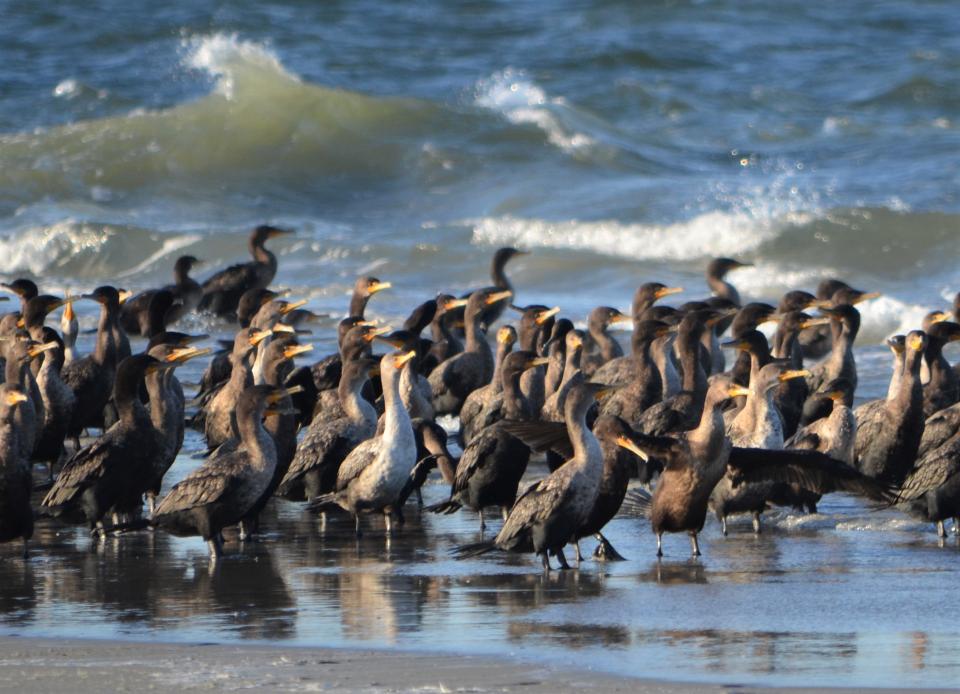 Free download high resolution image - free image free photo free stock image public domain picture  Cape Hatteras National Seashore