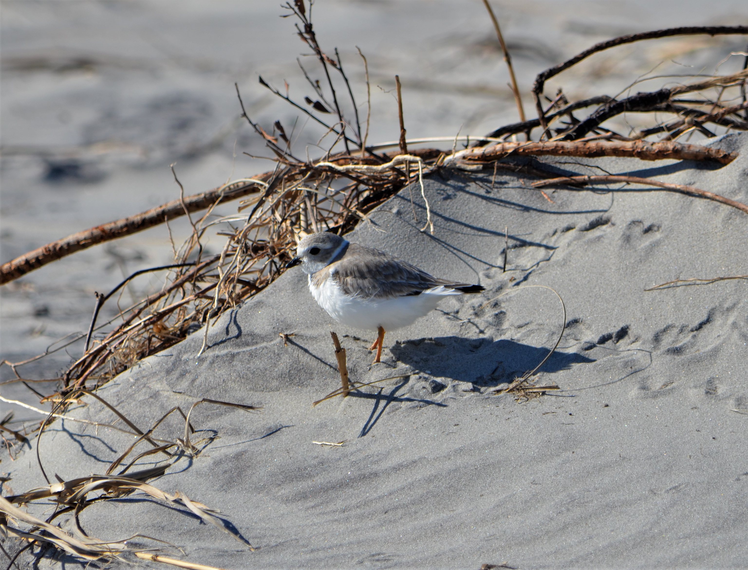 Free download high resolution image - free image free photo free stock image public domain picture -Cape Hatteras National Seashore