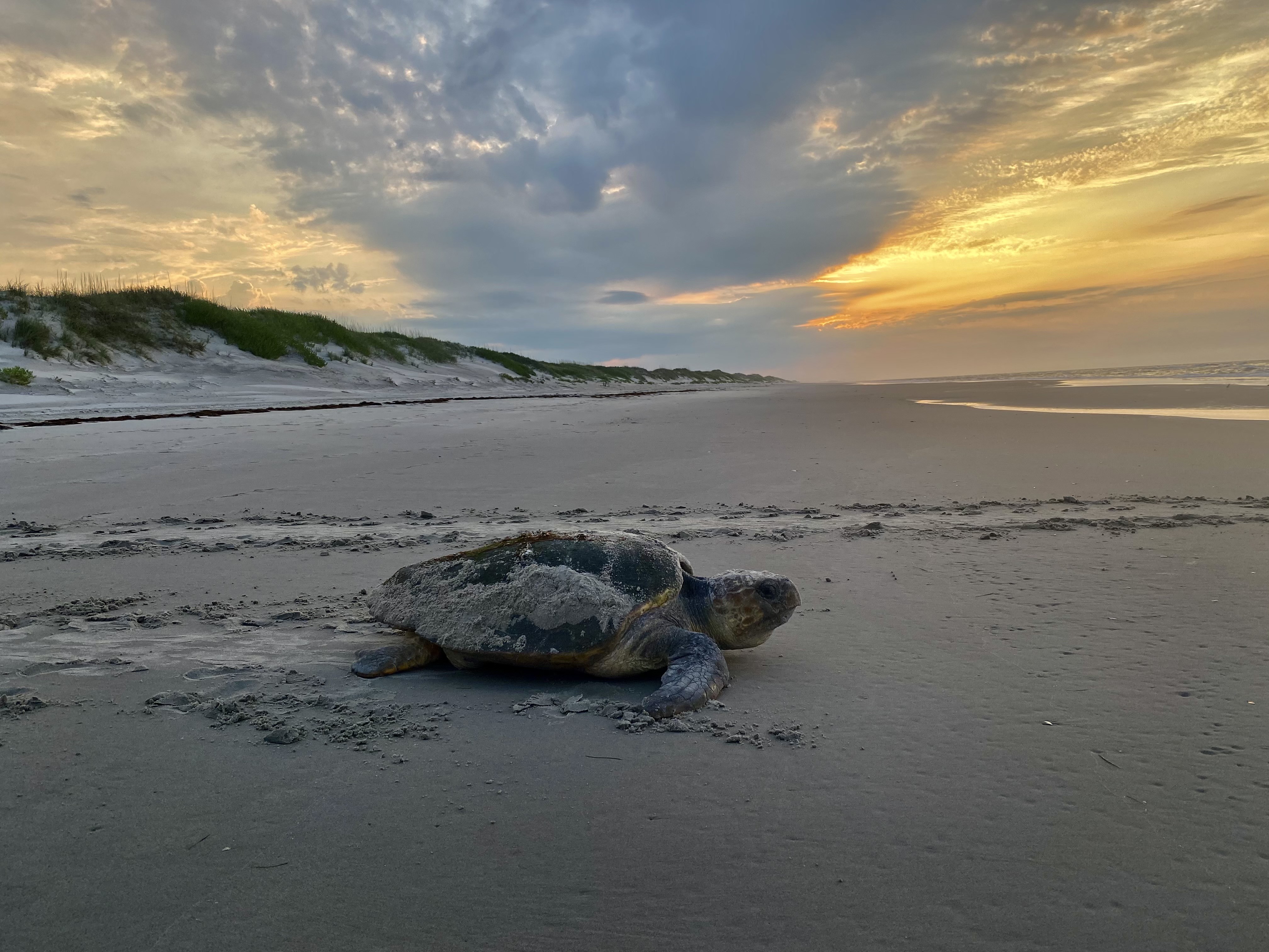 Free download high resolution image - free image free photo free stock image public domain picture -Cape Hatteras National Seashore