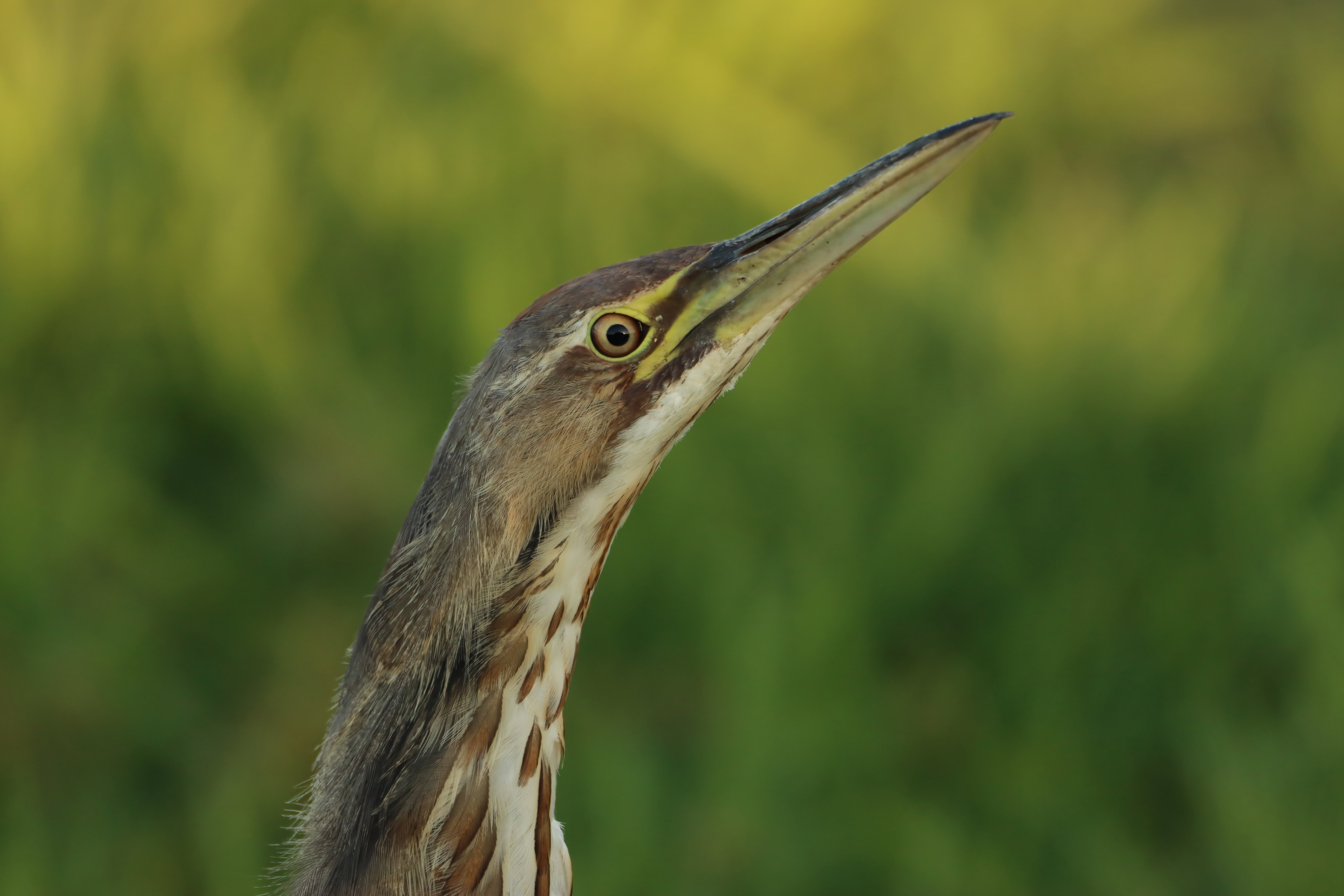 Free download high resolution image - free image free photo free stock image public domain picture -American Bittern