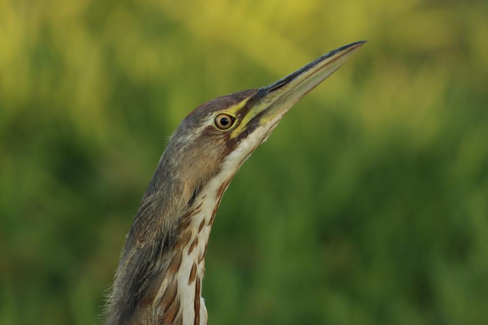 Free download high resolution image - free image free photo free stock image public domain picture  American Bittern