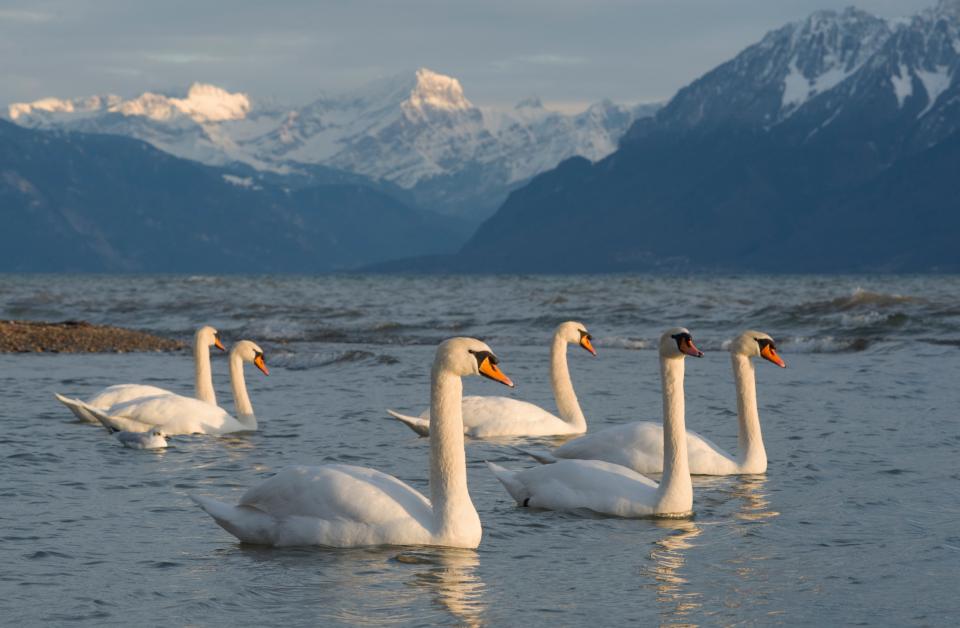 Free download high resolution image - free image free photo free stock image public domain picture  White swans in the lake